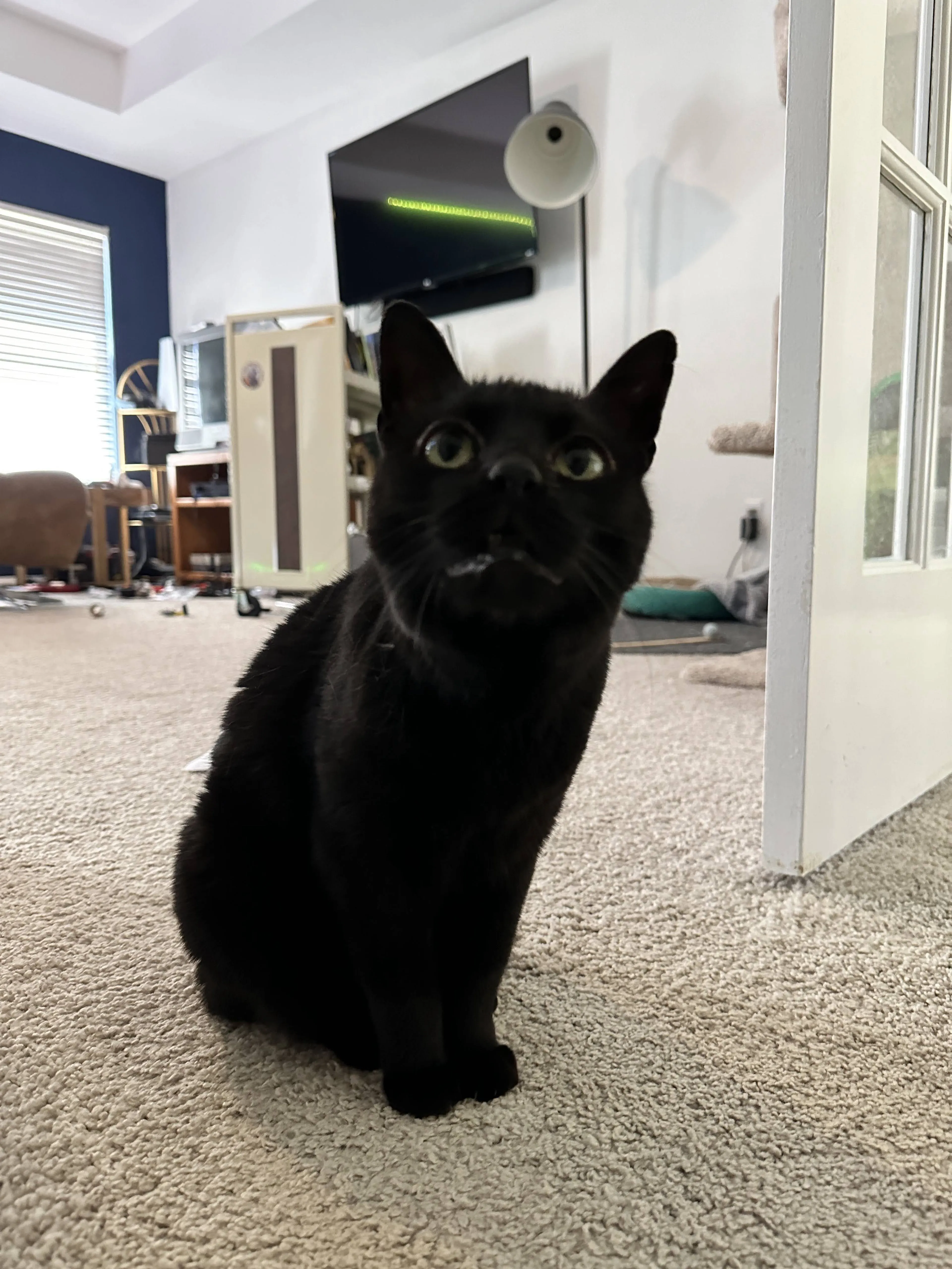 Lost pet-2
