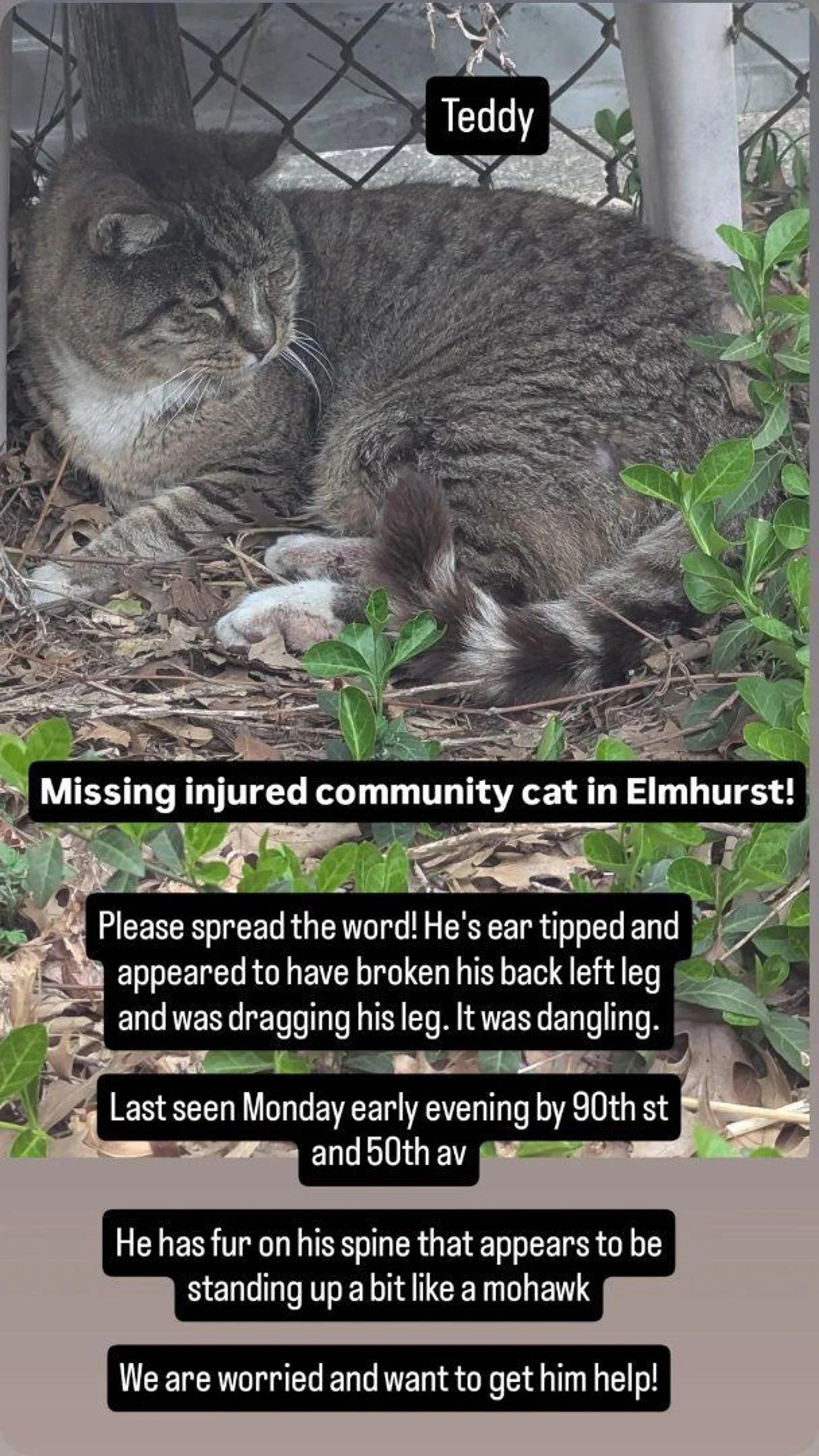 Lost pet-0