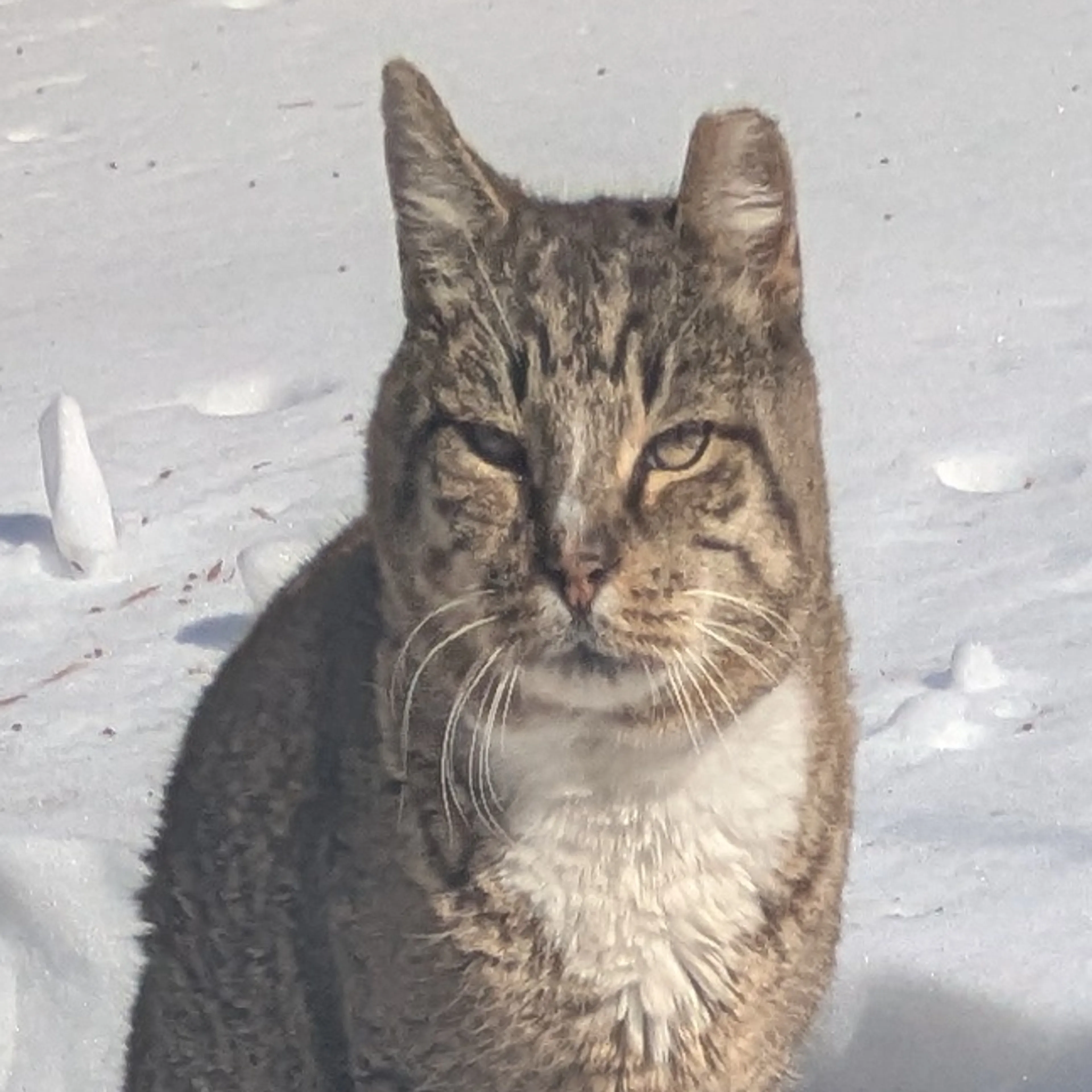 Lost pet-2