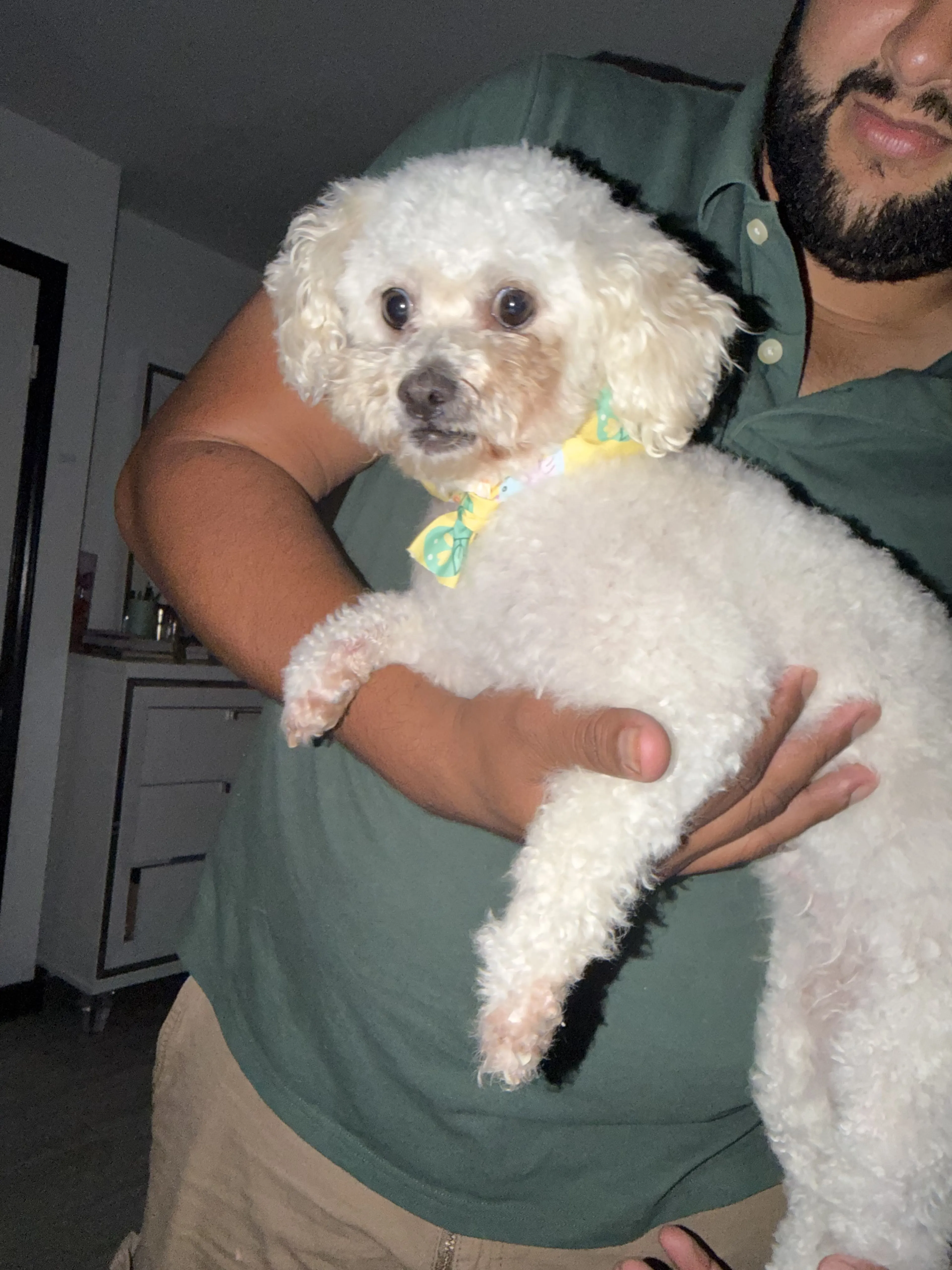 Lost pet