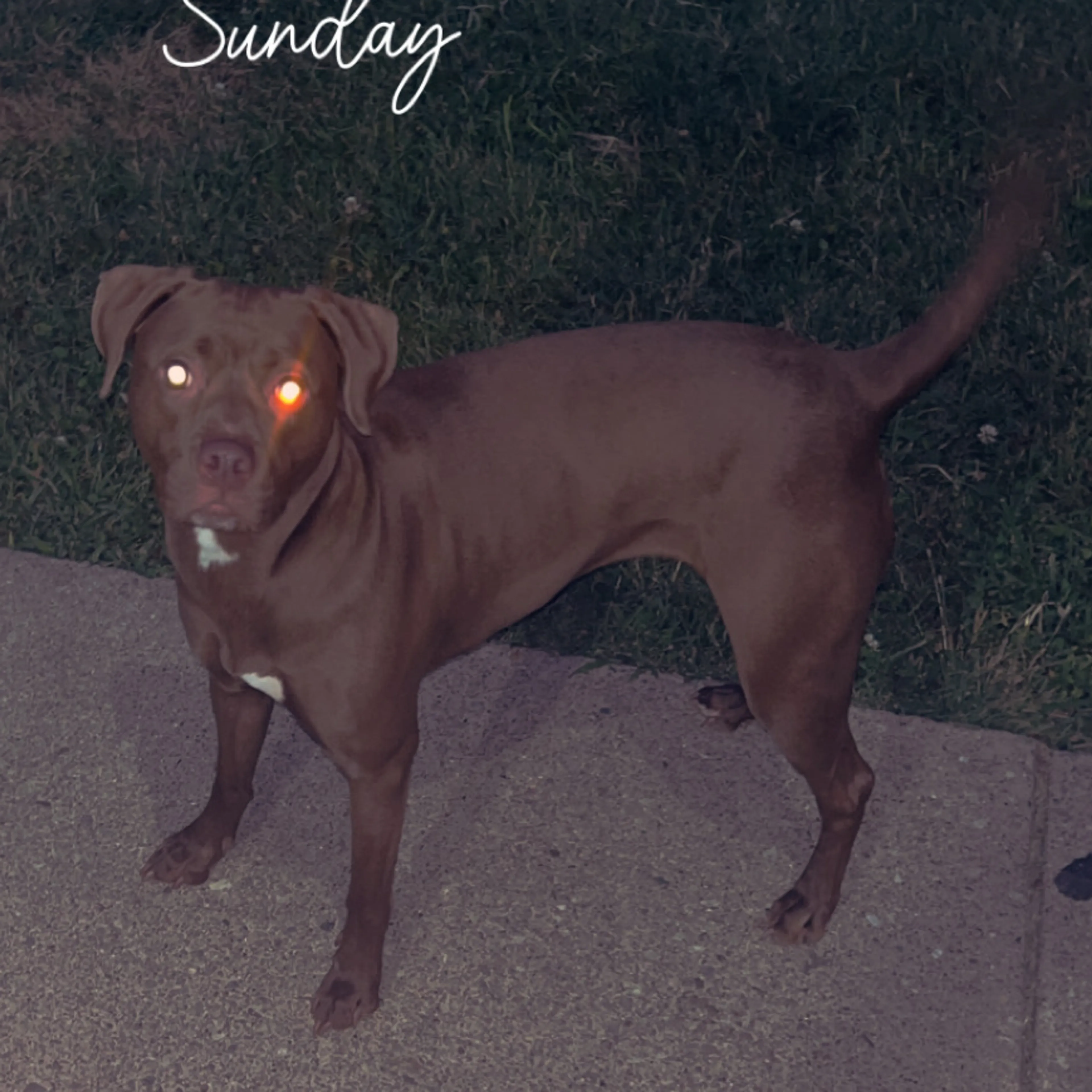 Lost pet-1