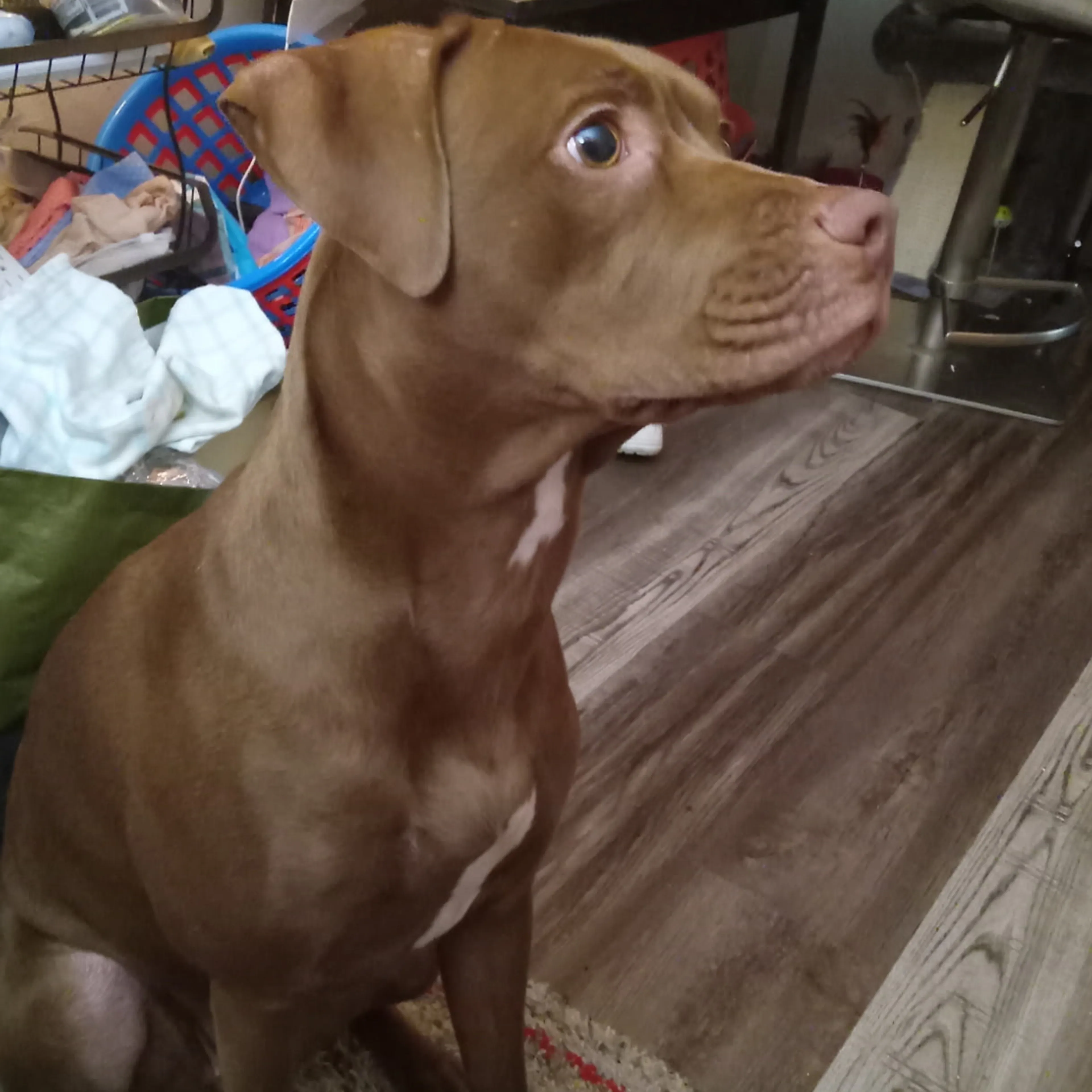Lost pet-3