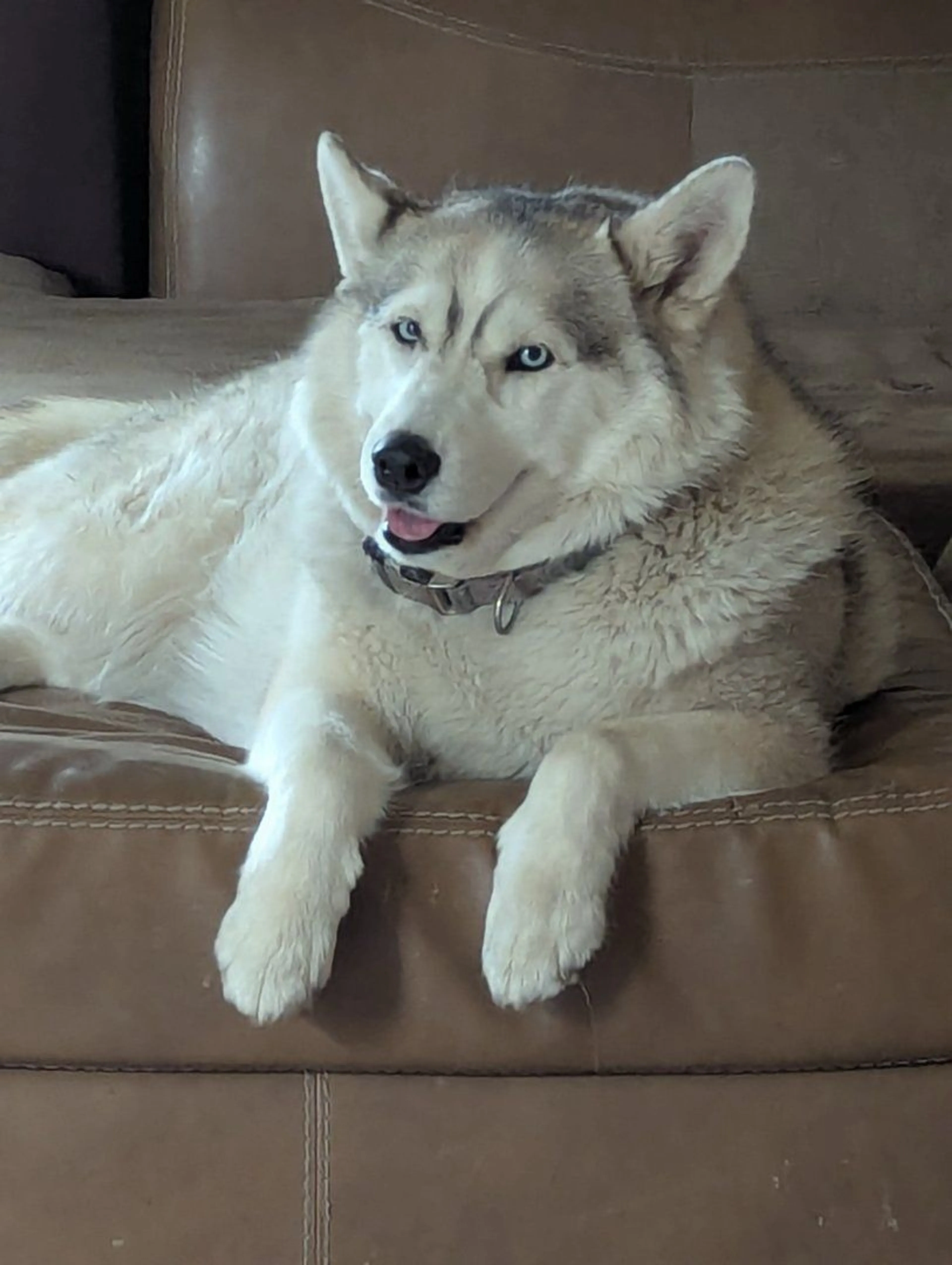 Lost pet
