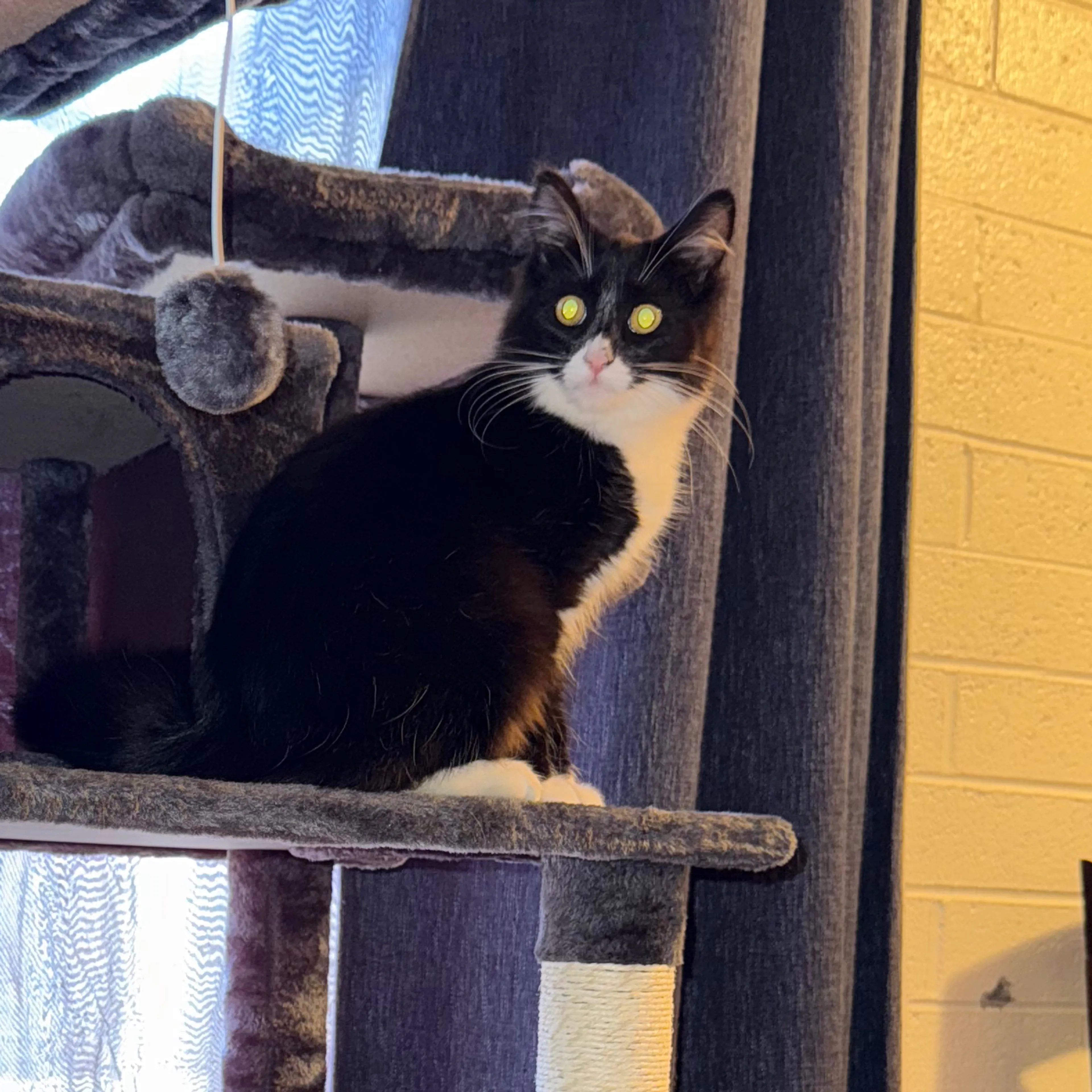 Lost pet-1