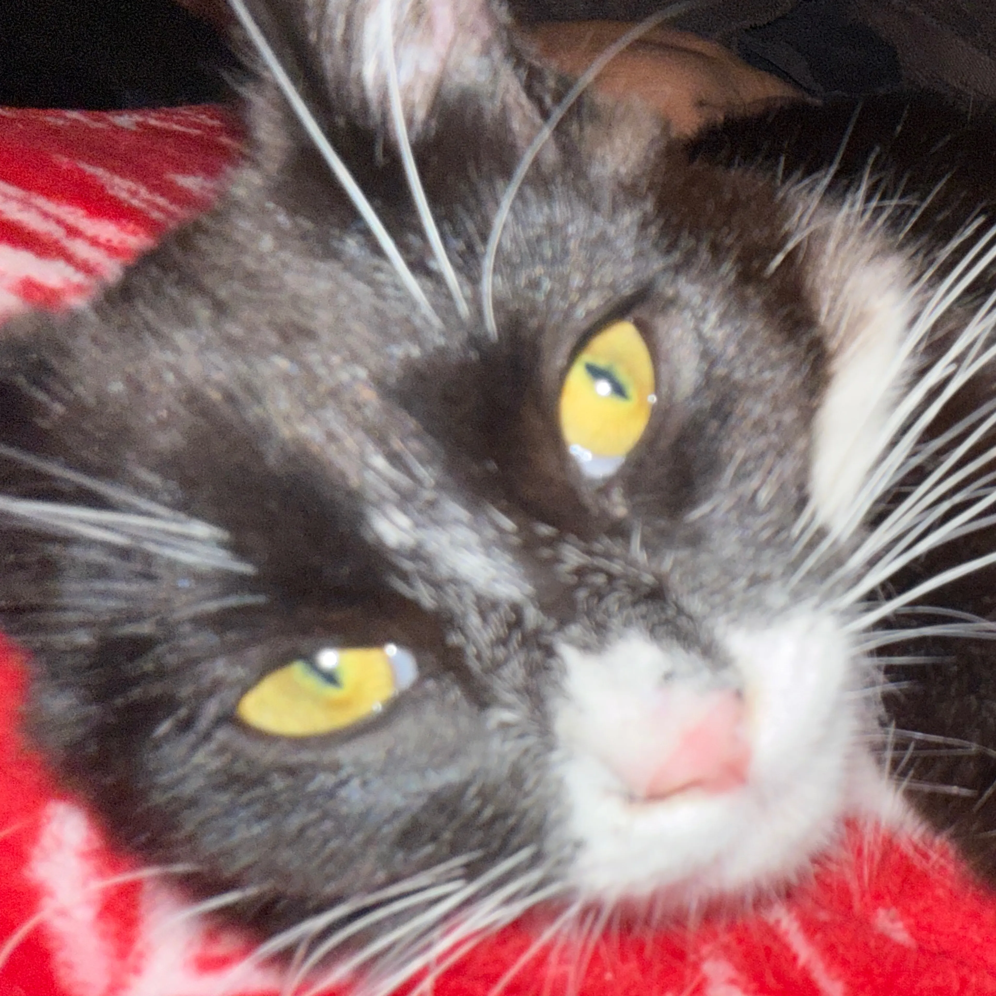 Lost pet-2