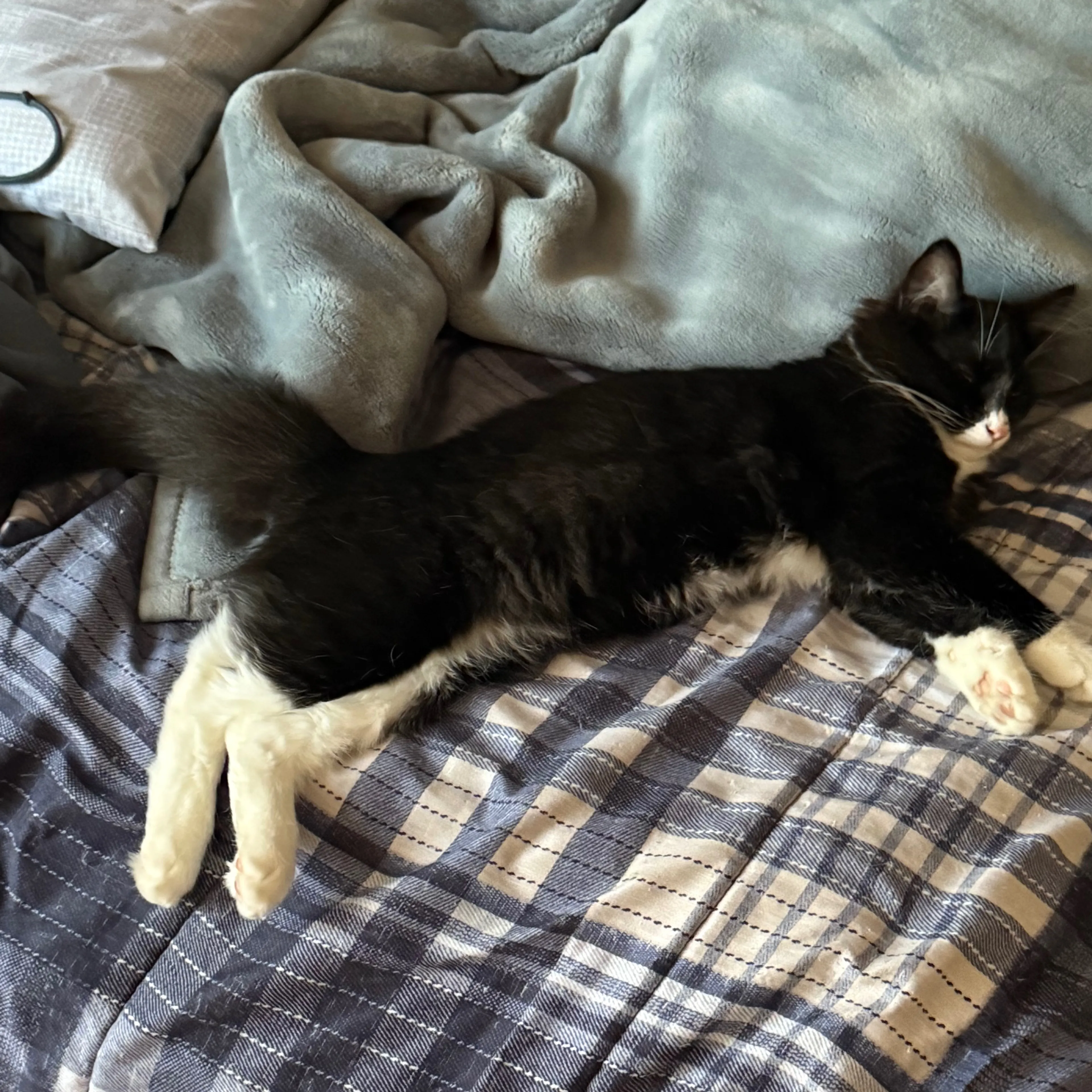 Lost pet-3