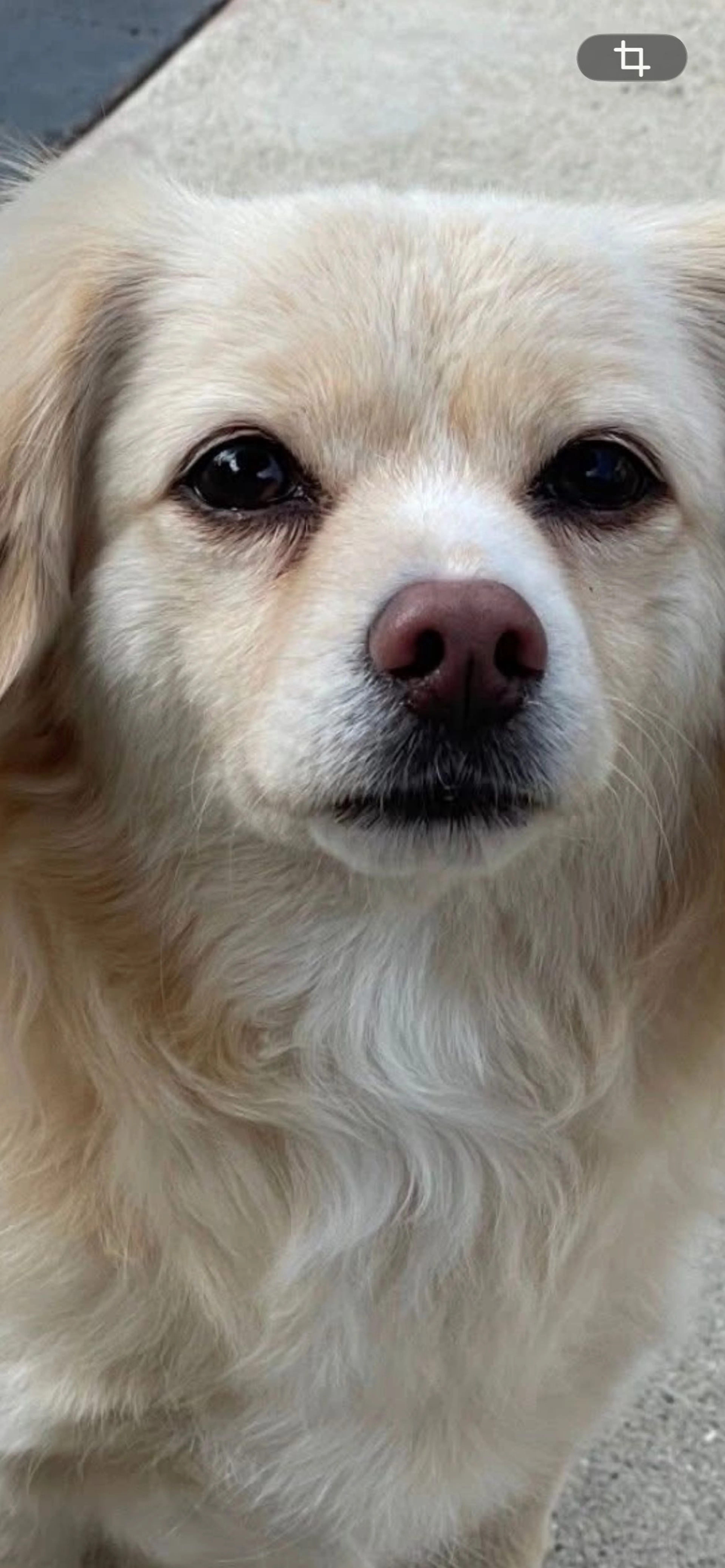 Lost pet-1