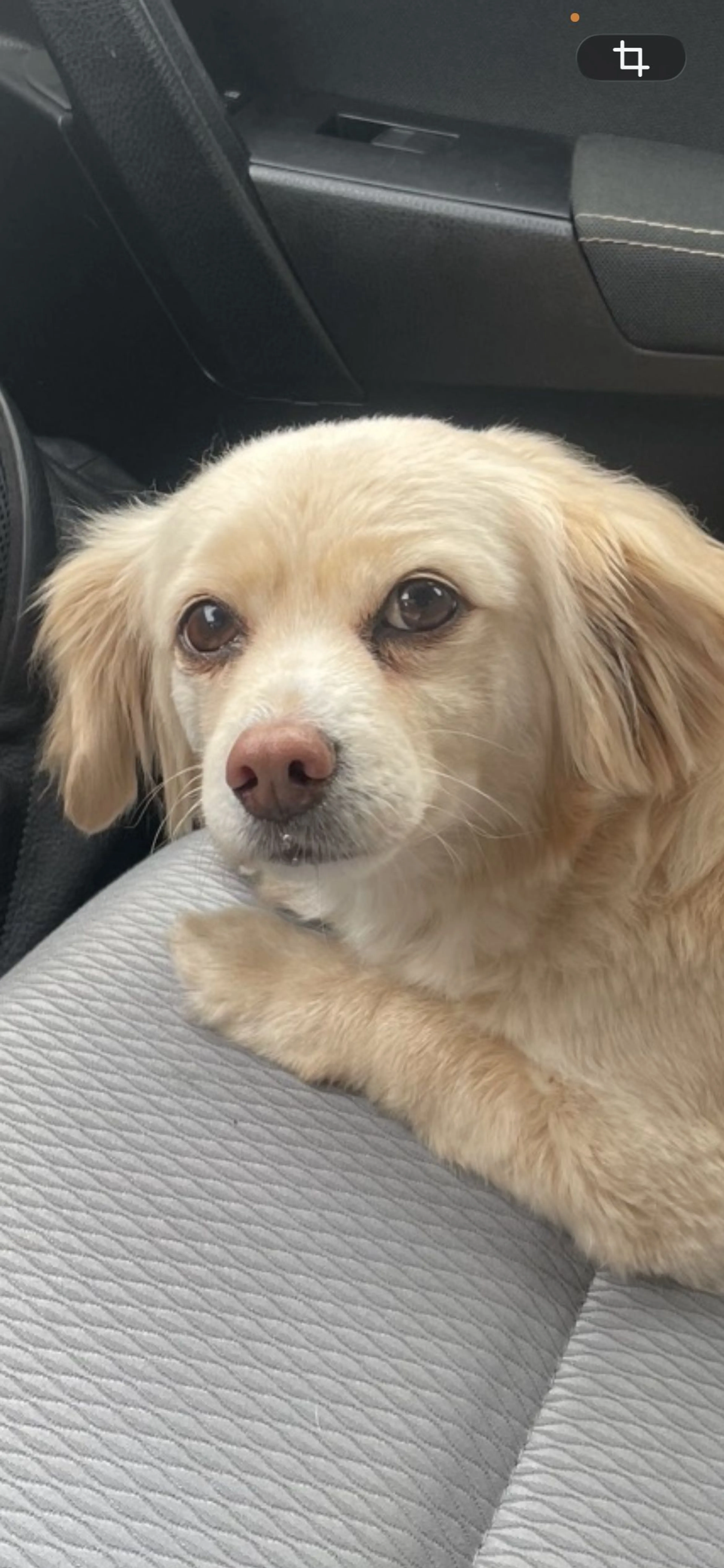 Lost pet-2