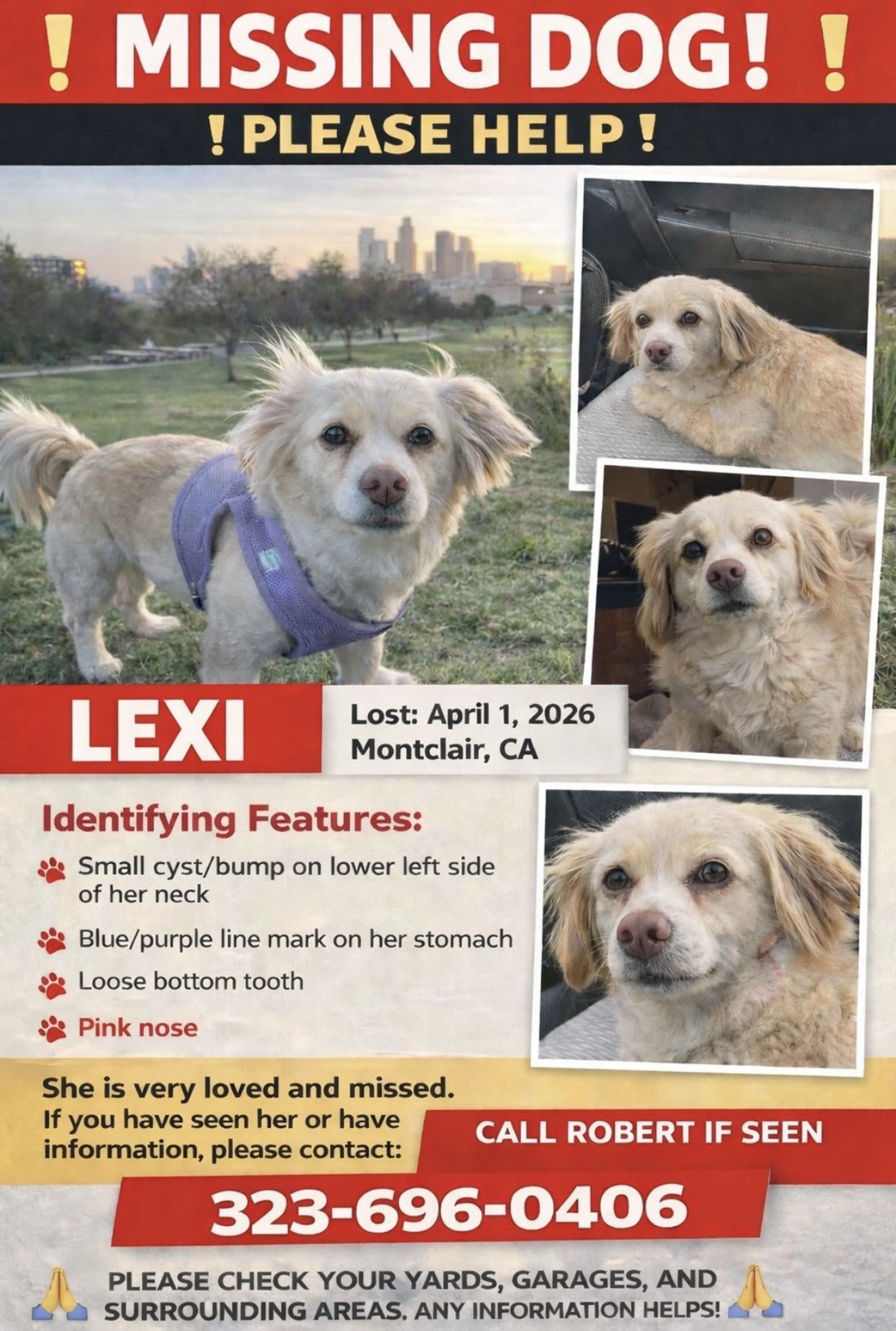 Lost pet-0