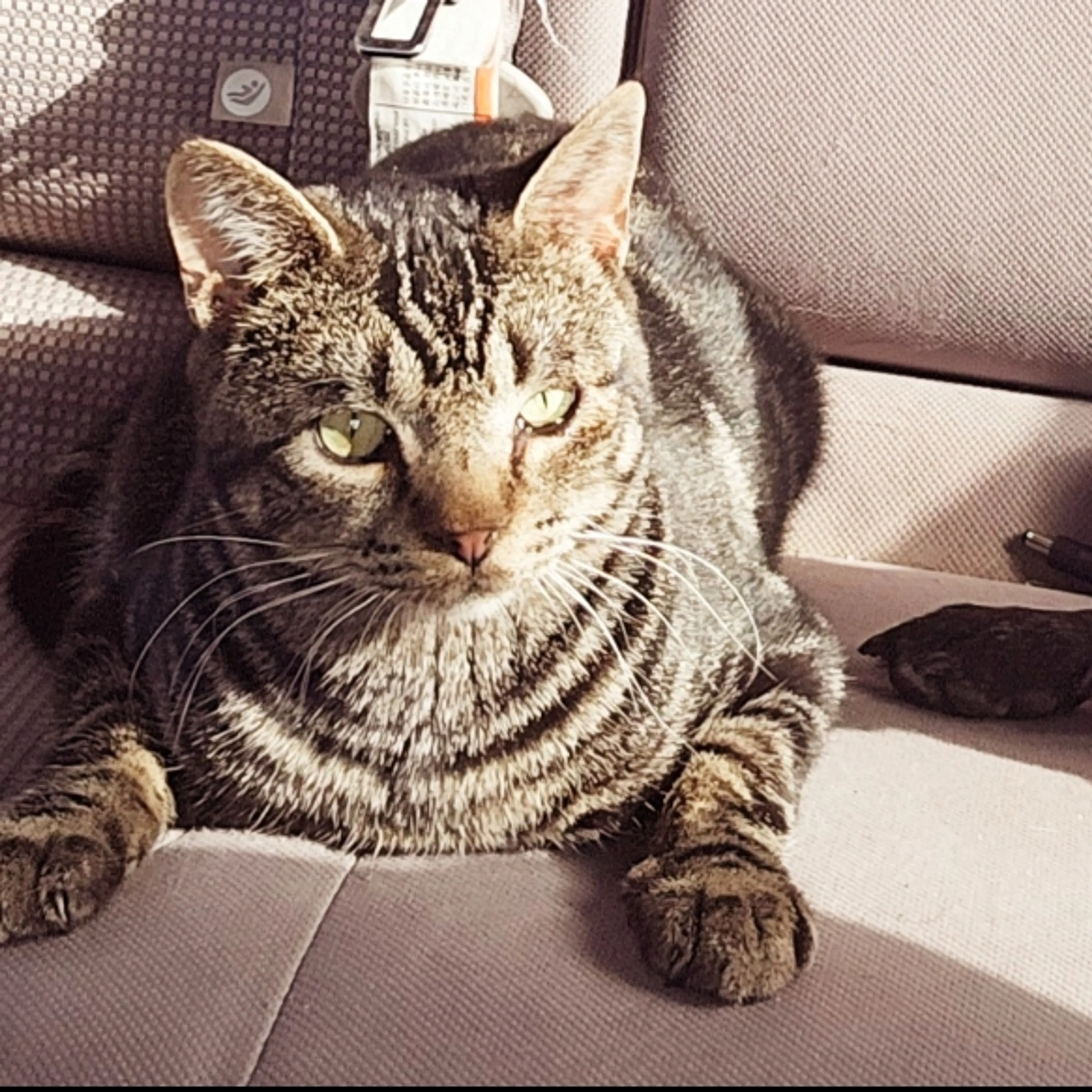 Lost pet-1