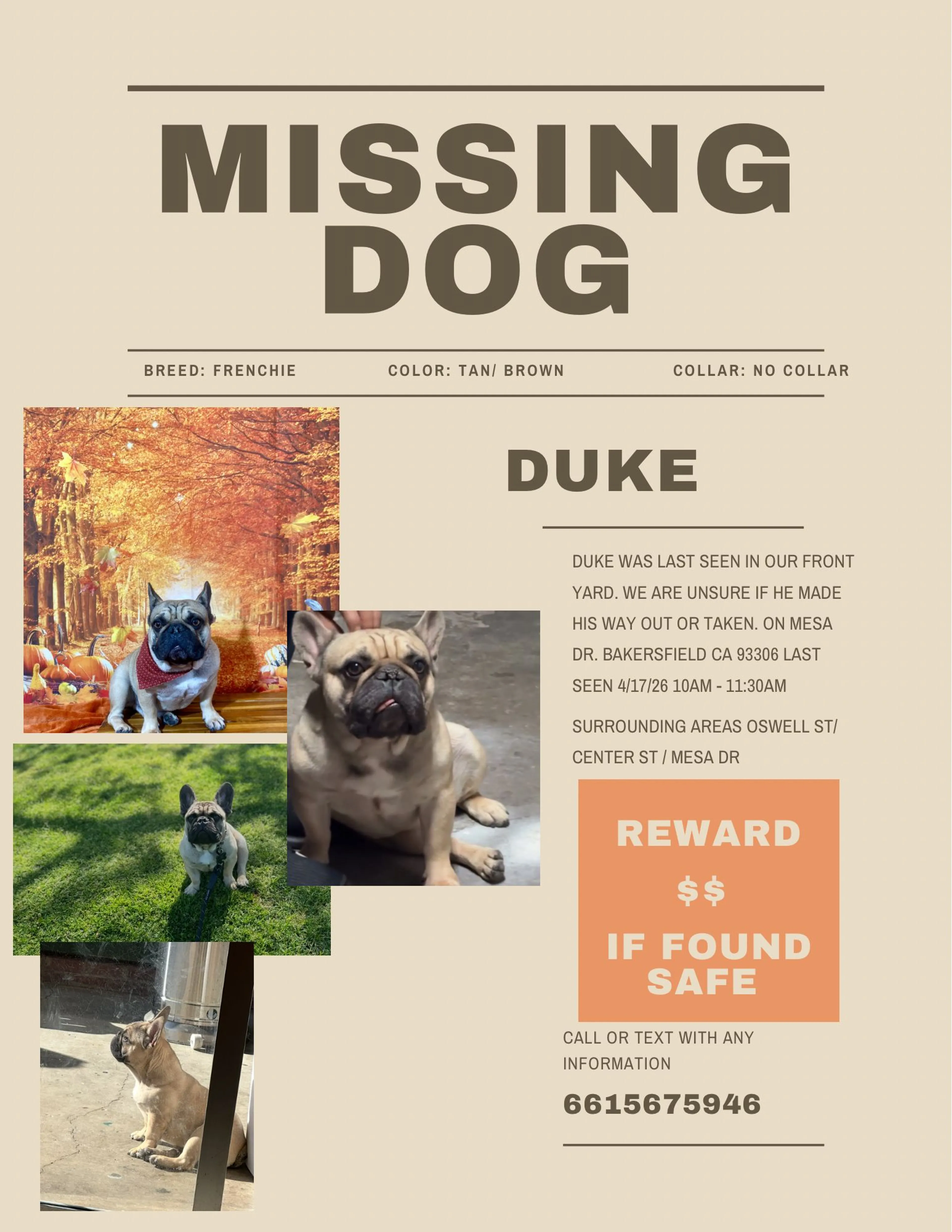 Lost pet-0