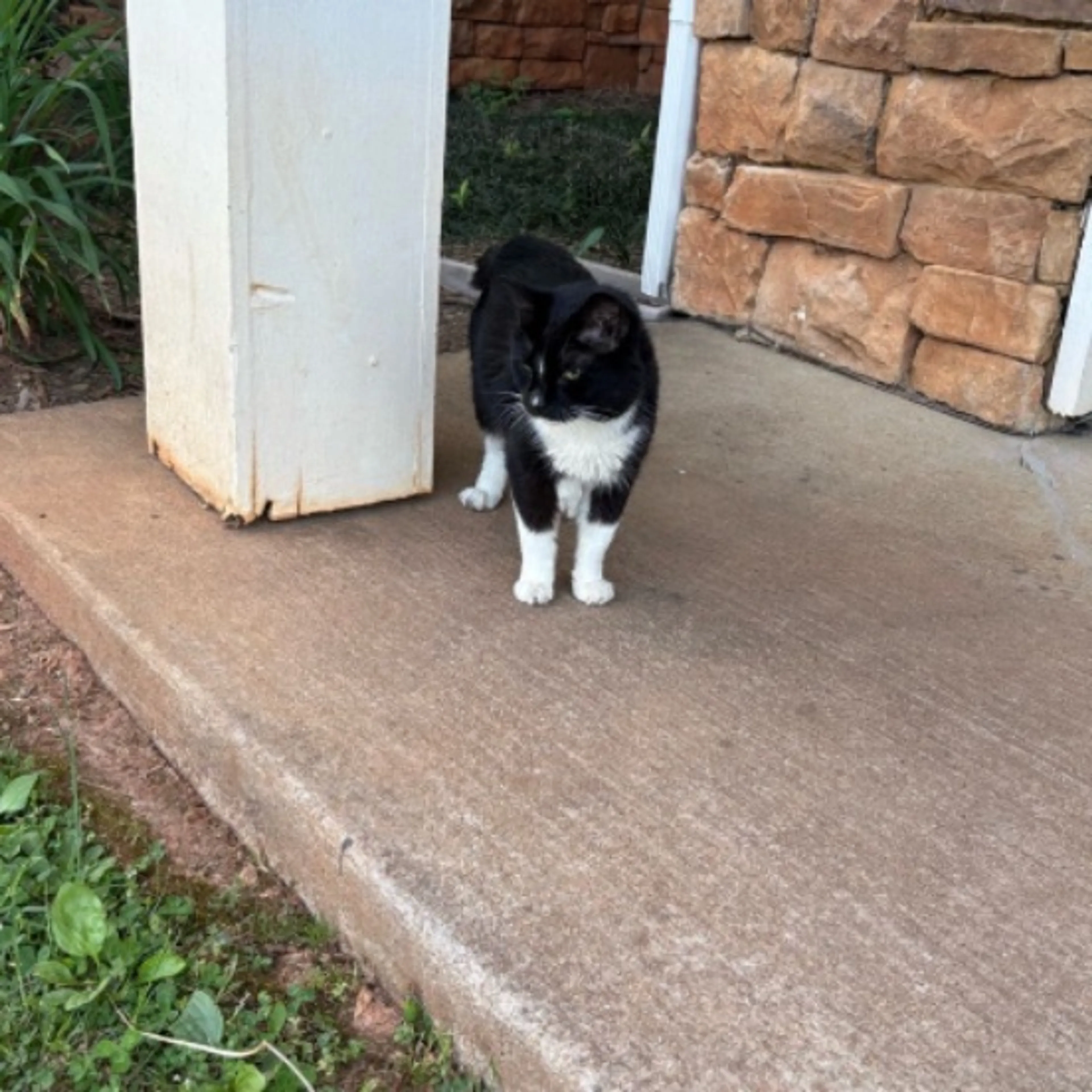 Lost pet-0