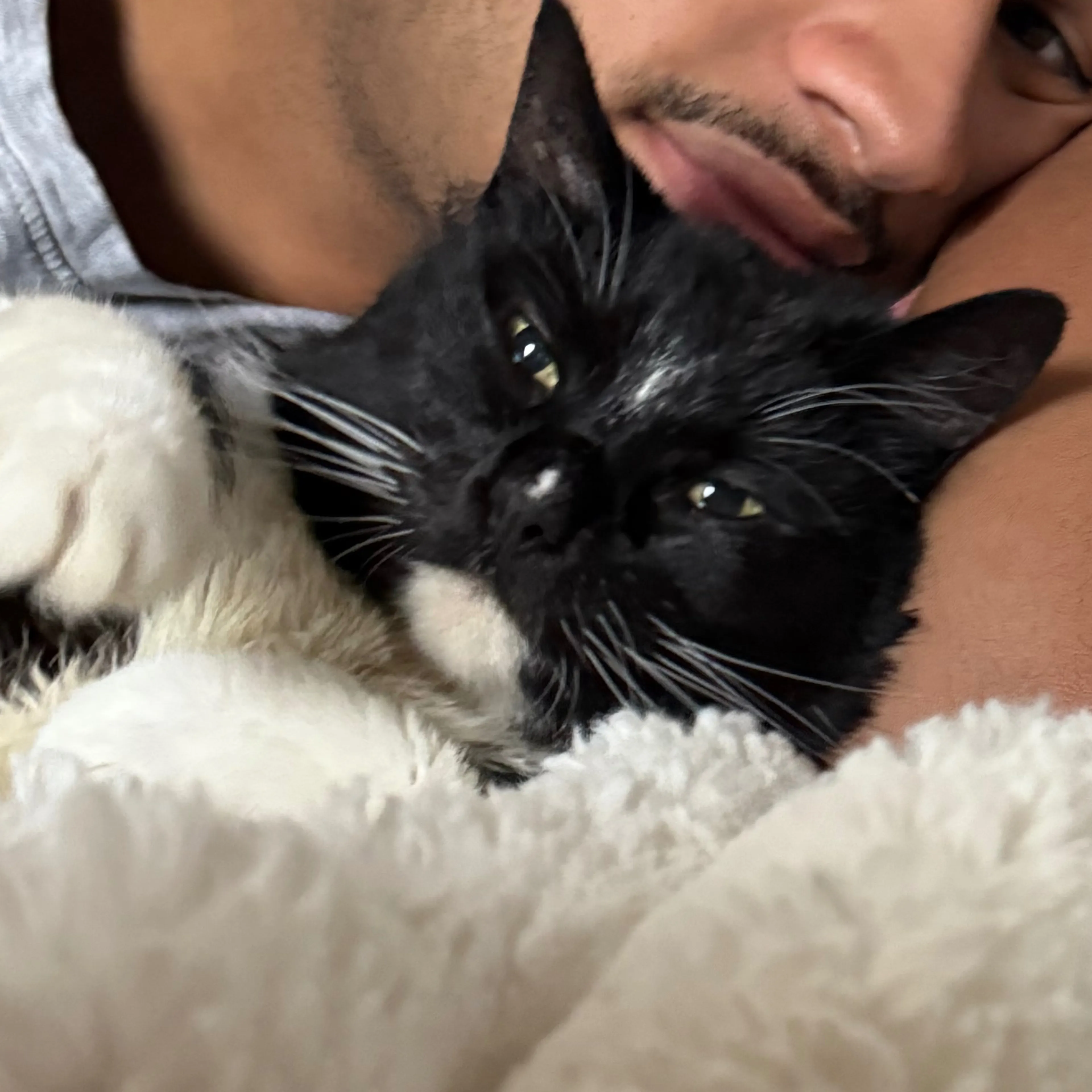 Lost pet-2