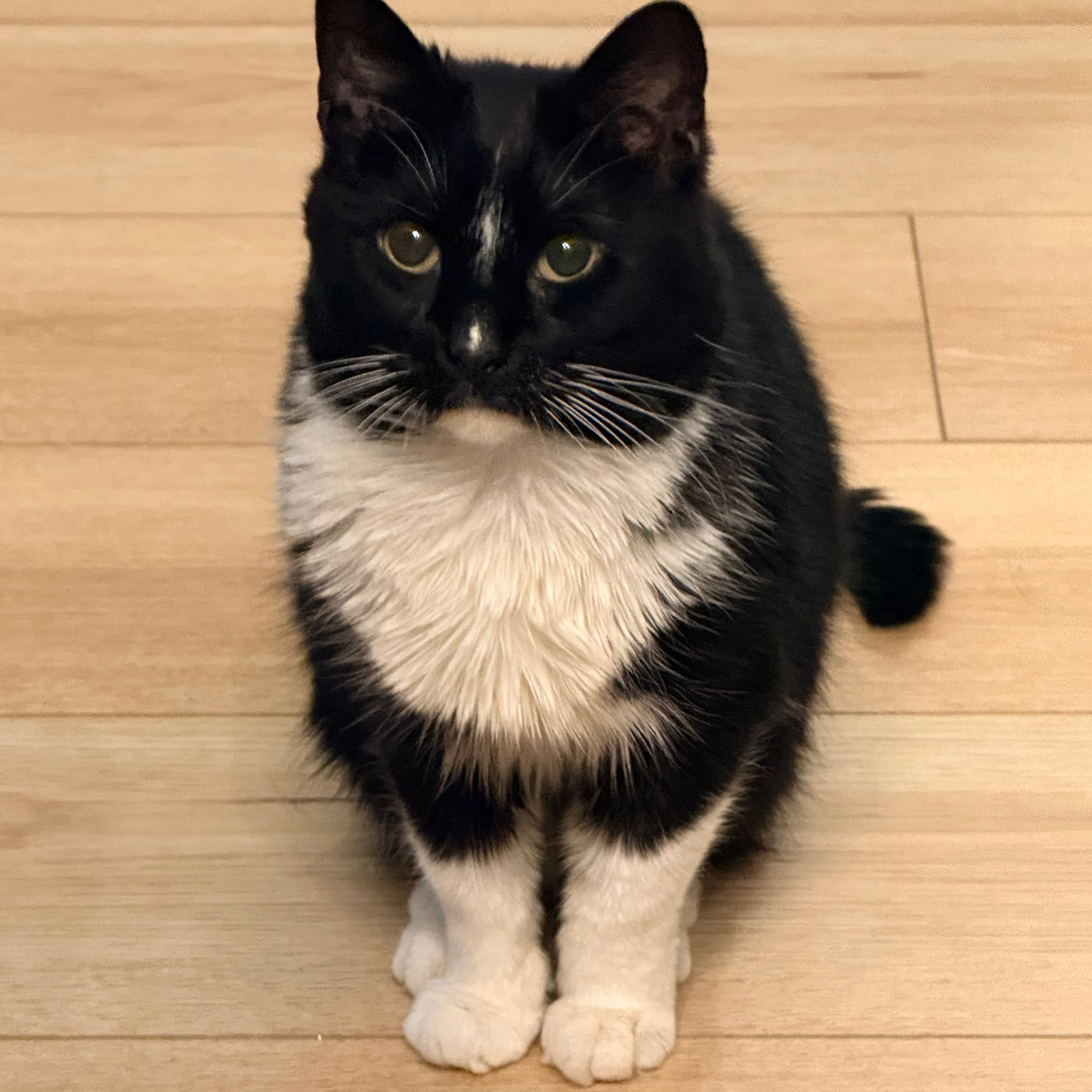 Lost pet-1
