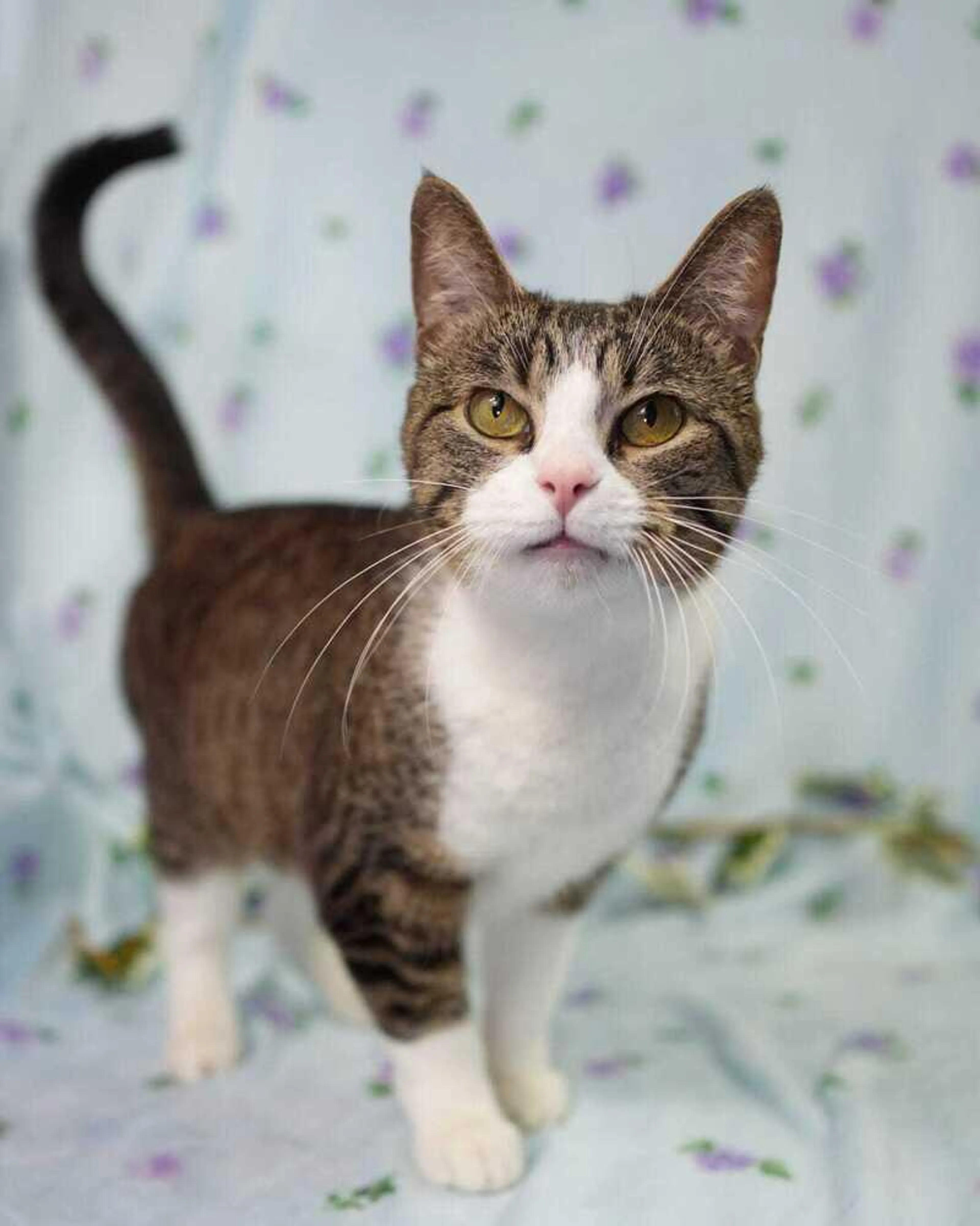 Found pet-2
