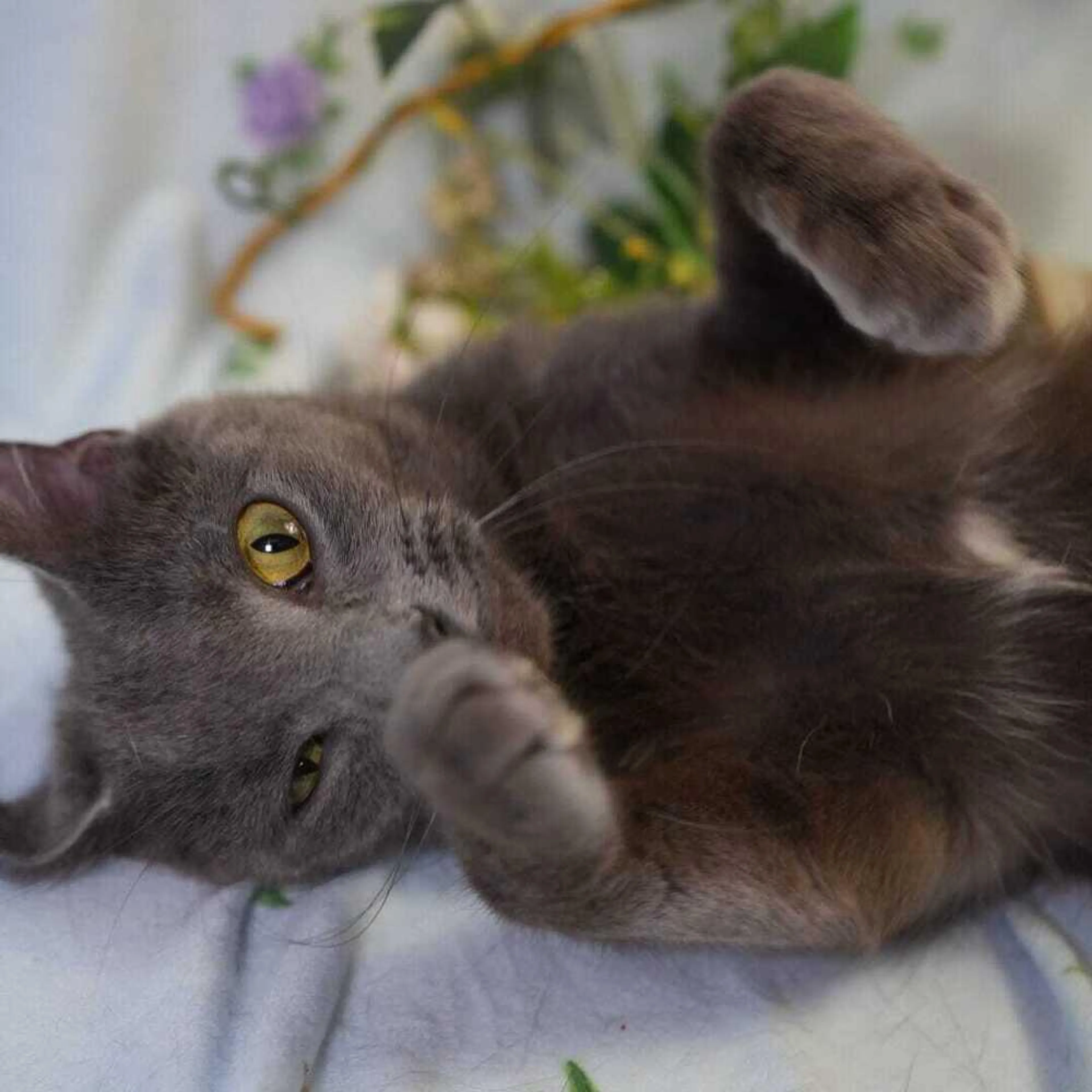 Found pet-1