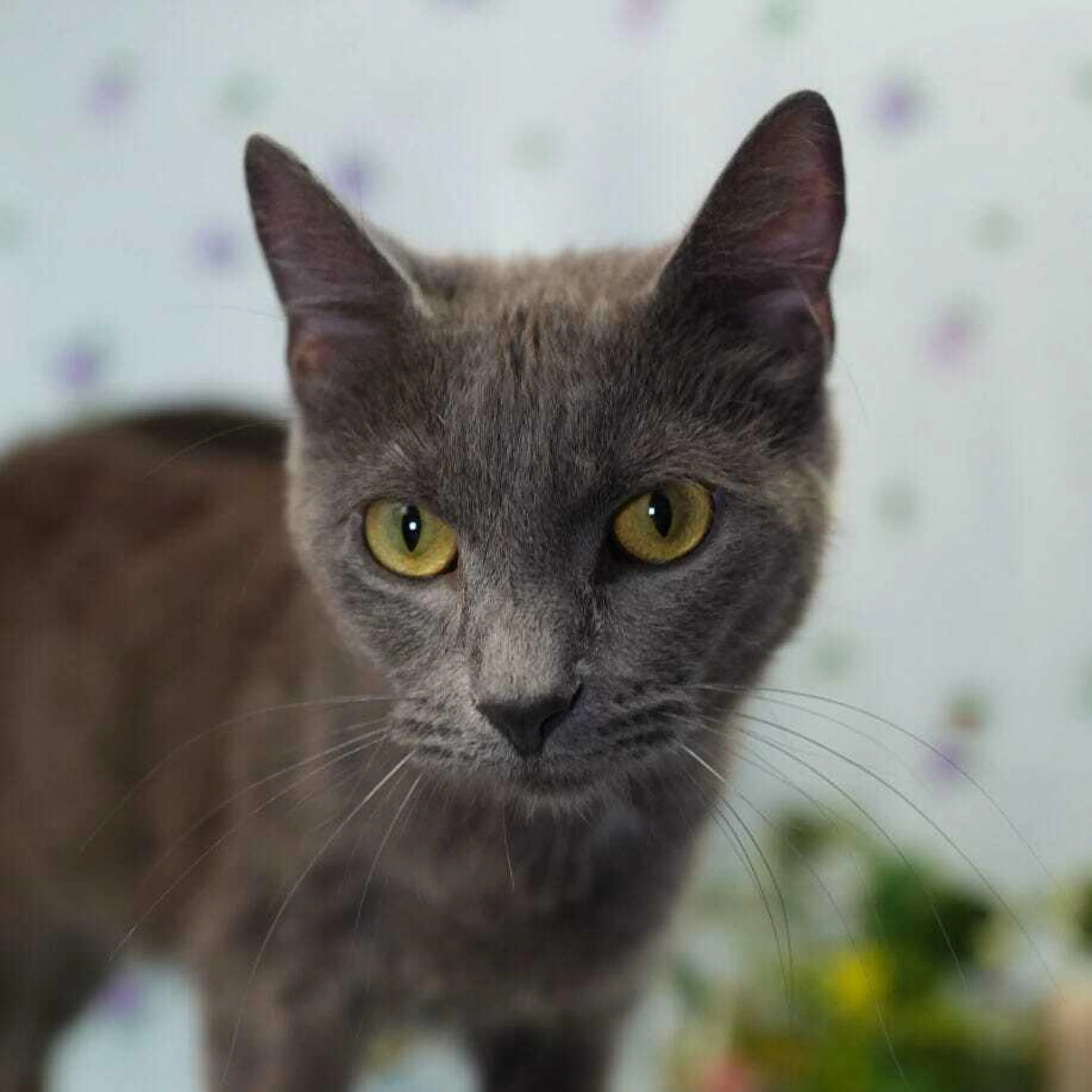 Found pet-2