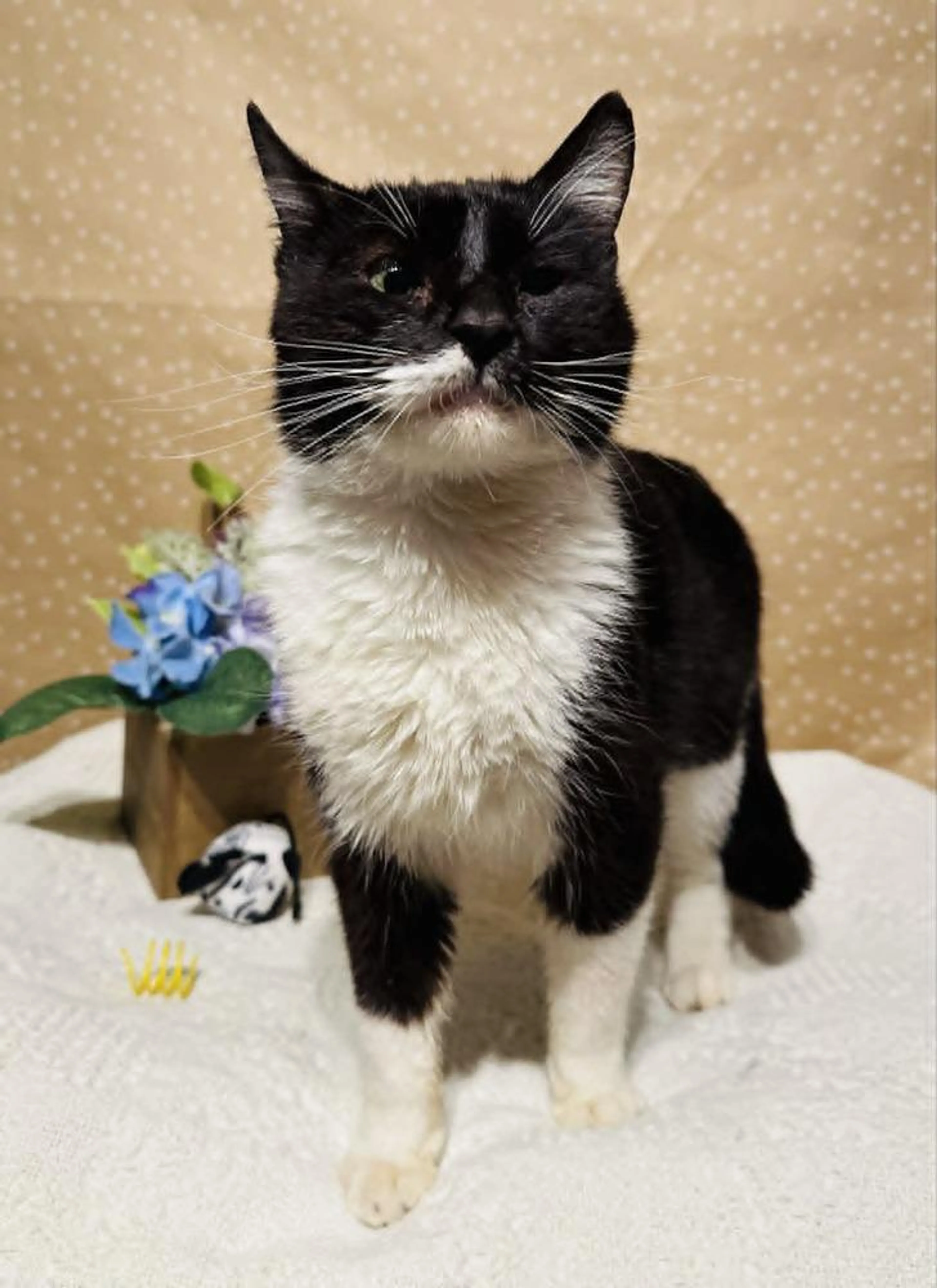 Found pet-1