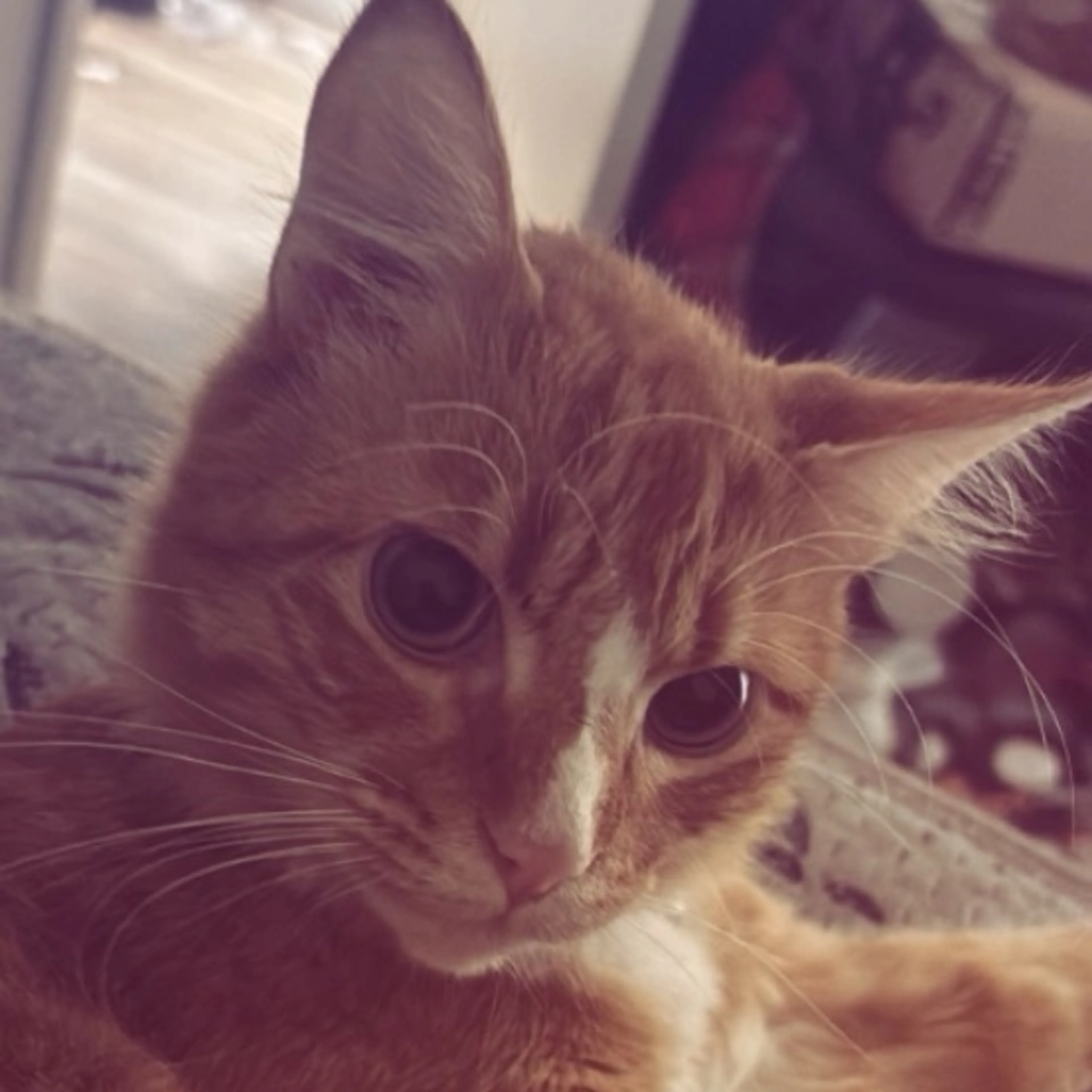 Lost pet-0
