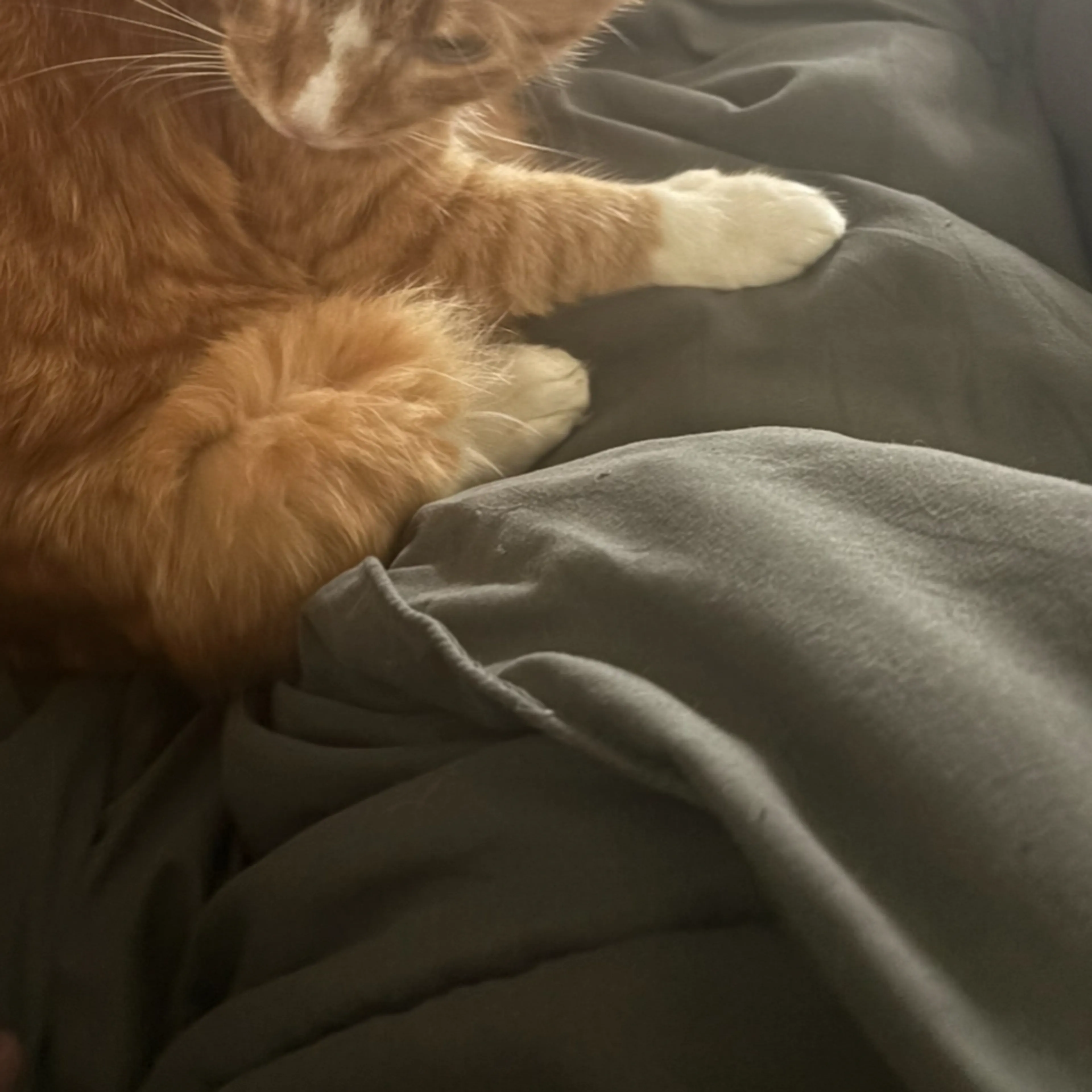 Lost pet-3