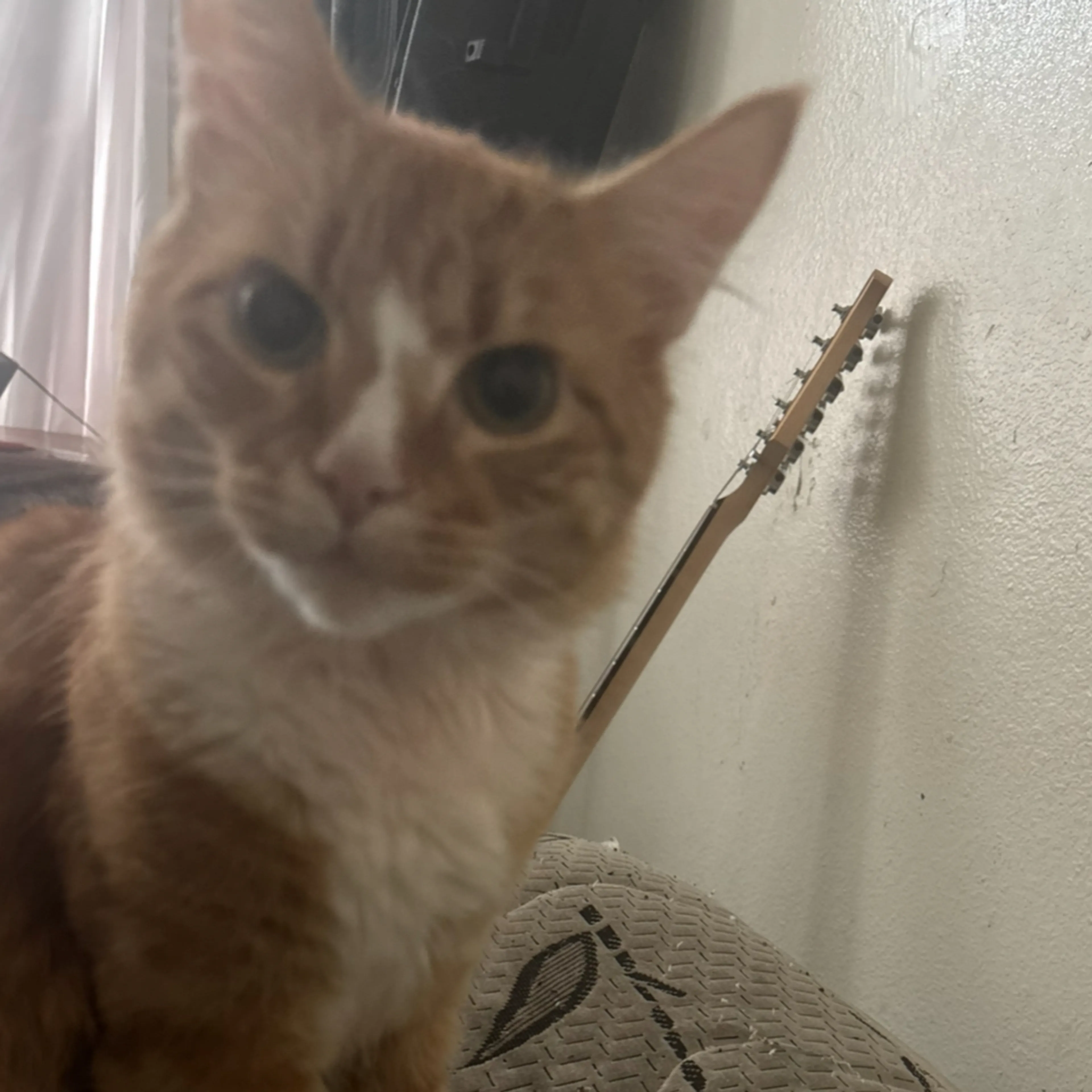 Lost pet-2