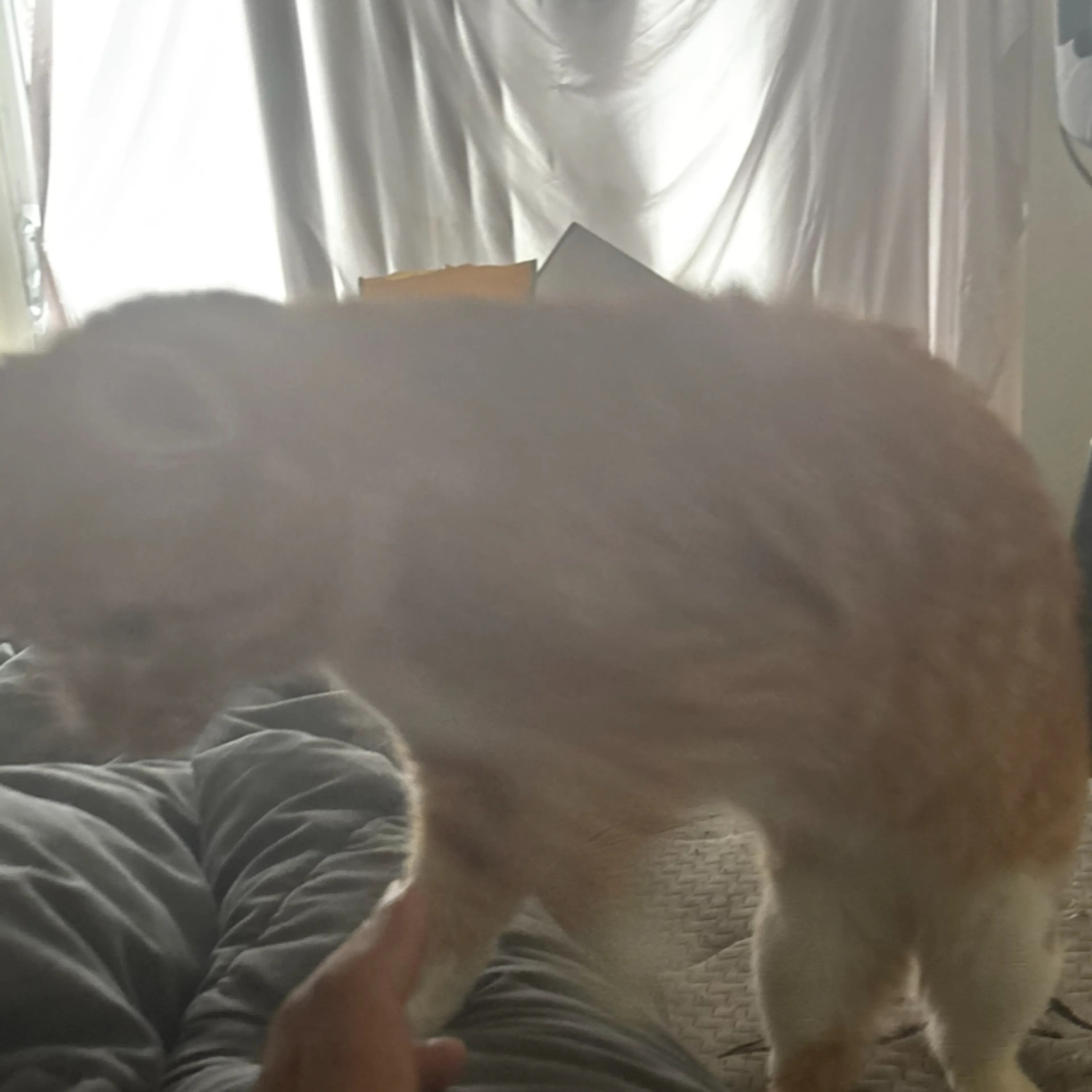 Lost pet-1
