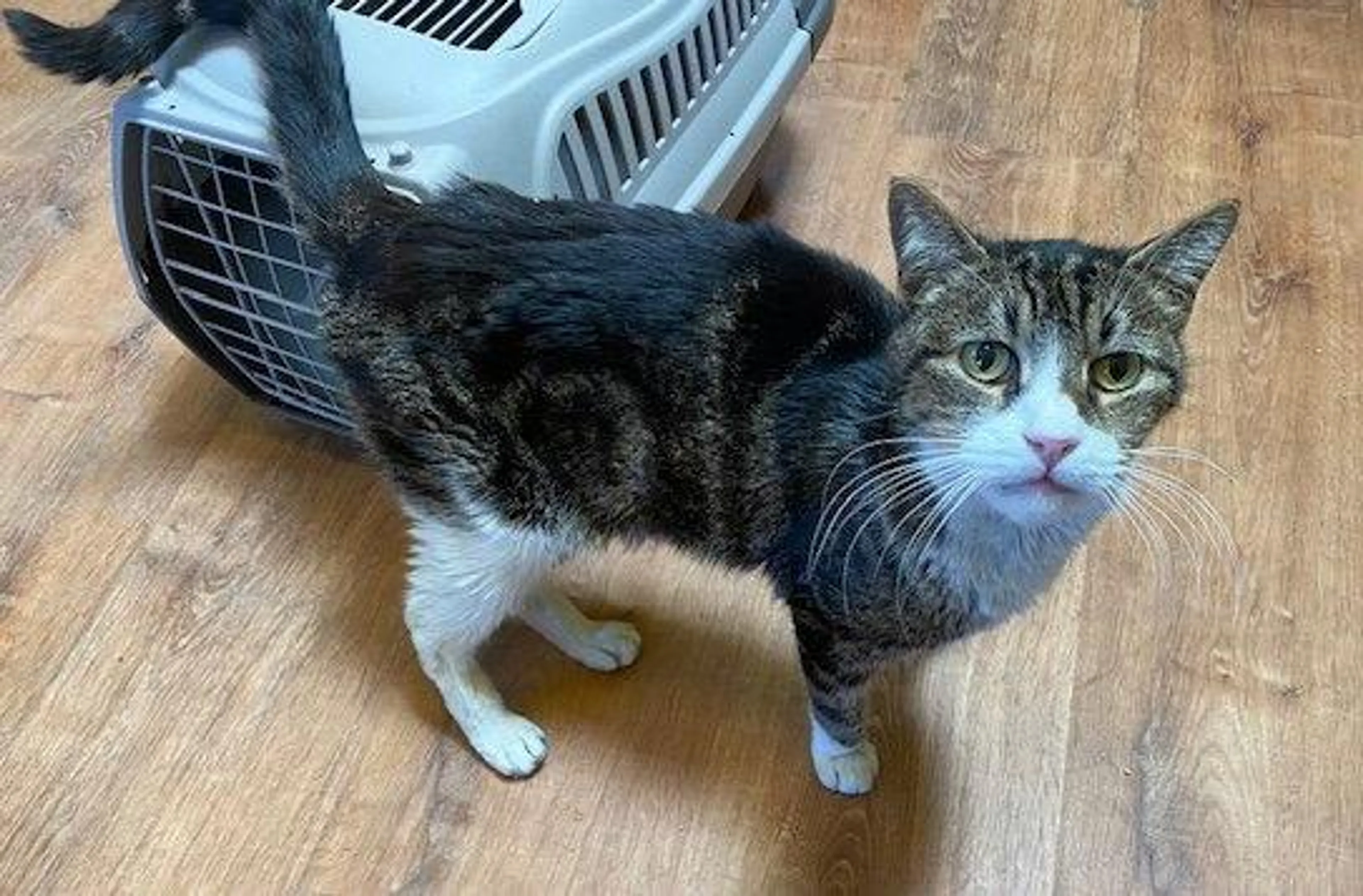 Found pet