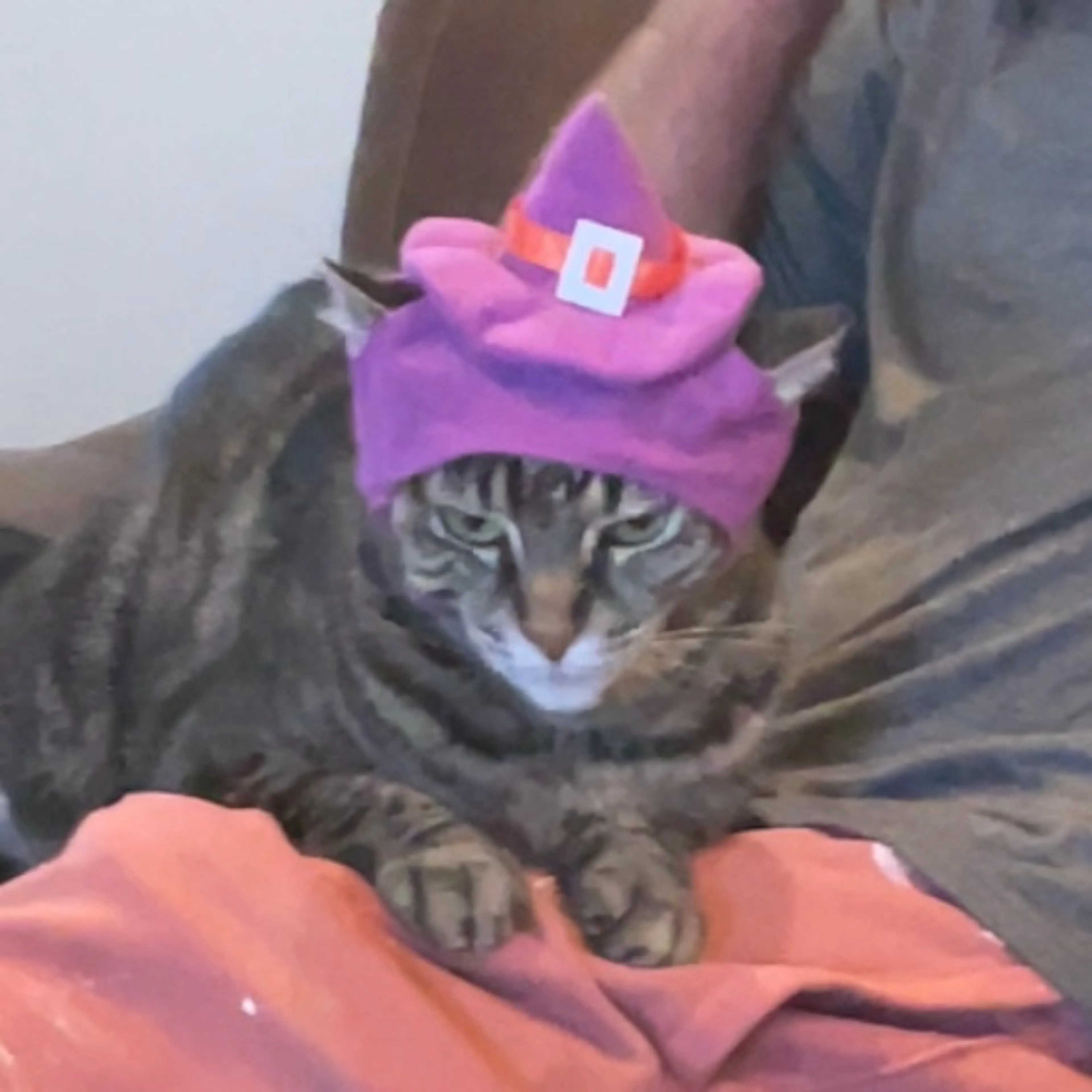 Lost pet