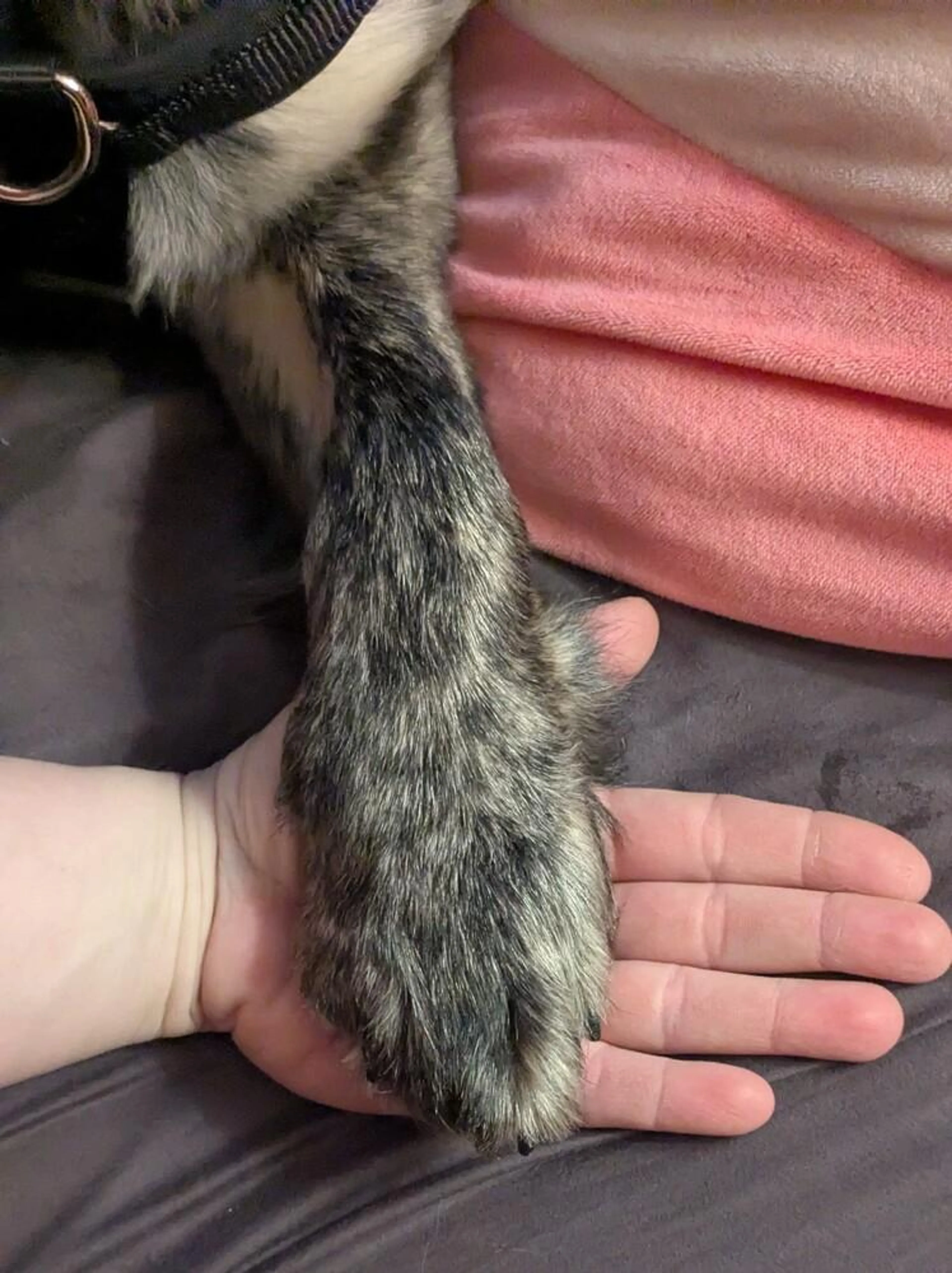 Found pet-2
