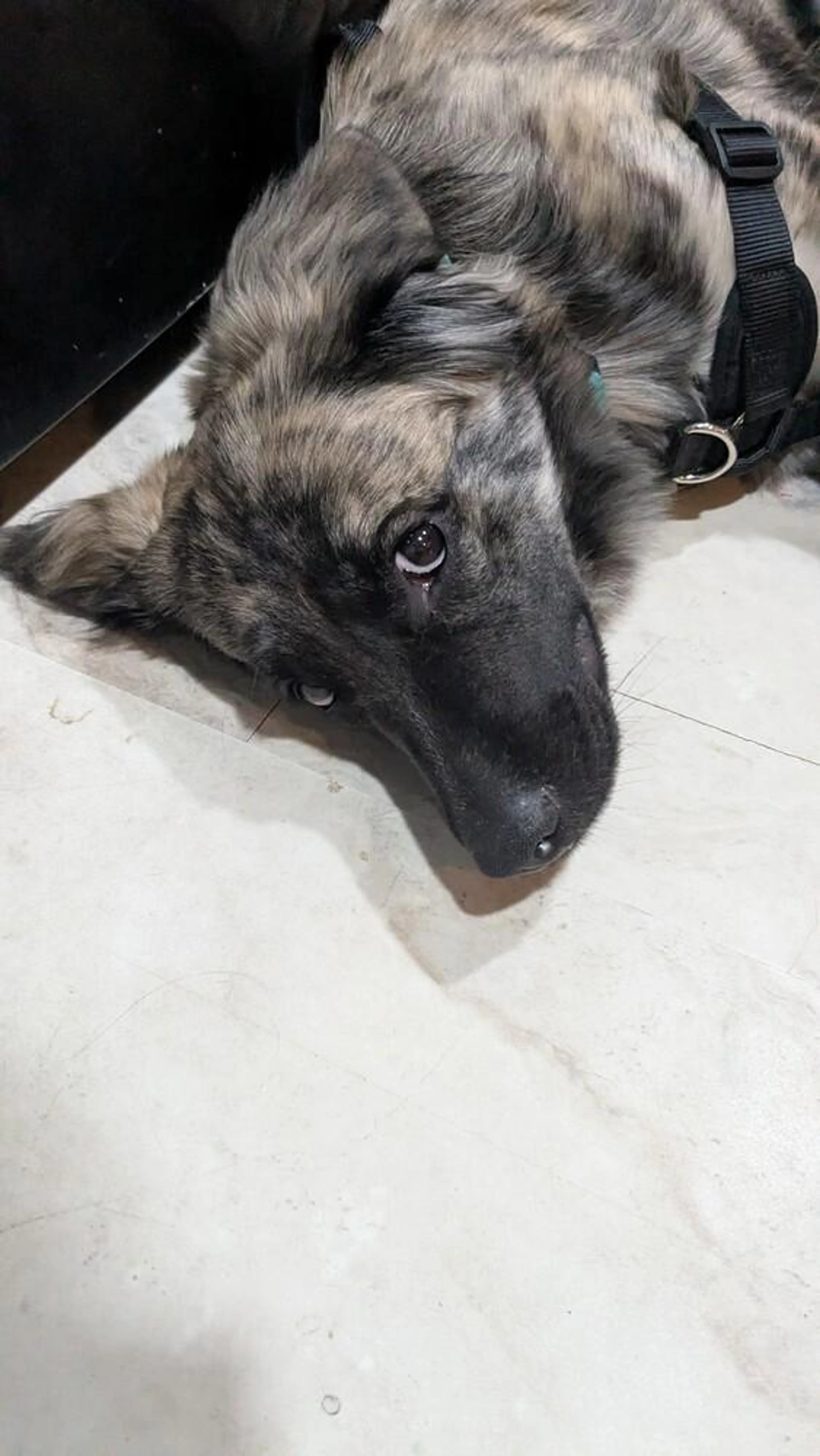 Found pet-1