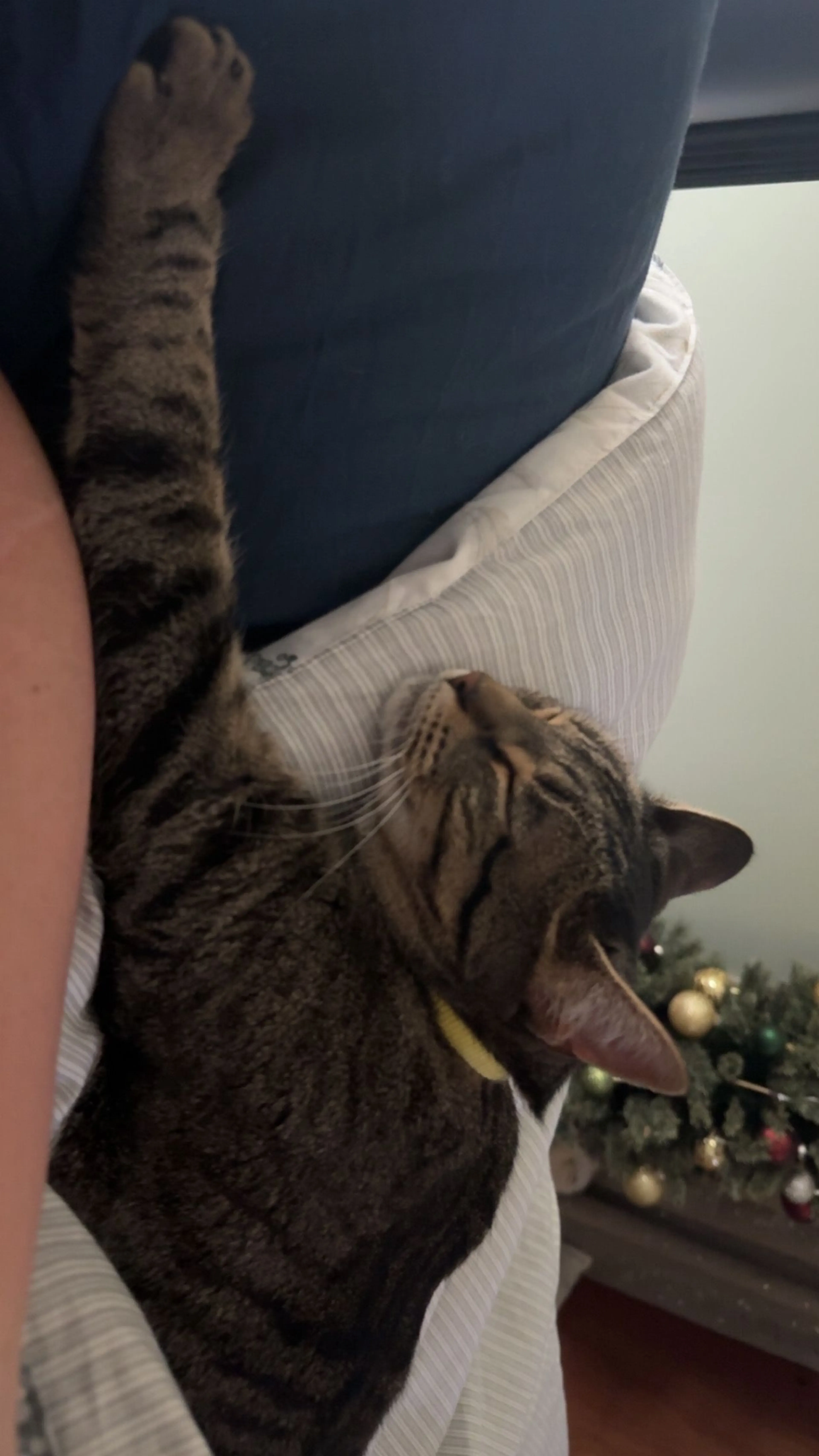 Lost pet-1
