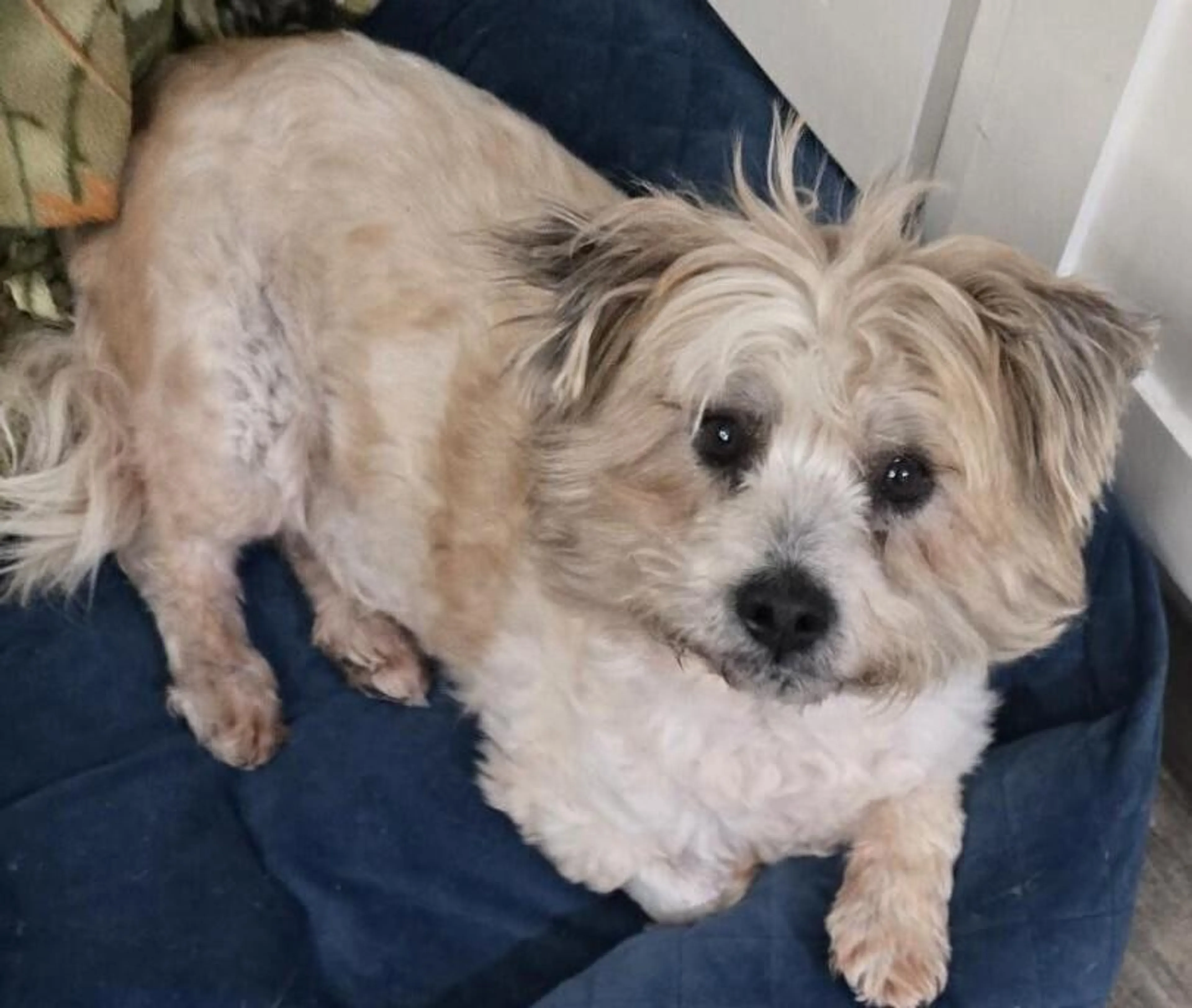 Found pet-2