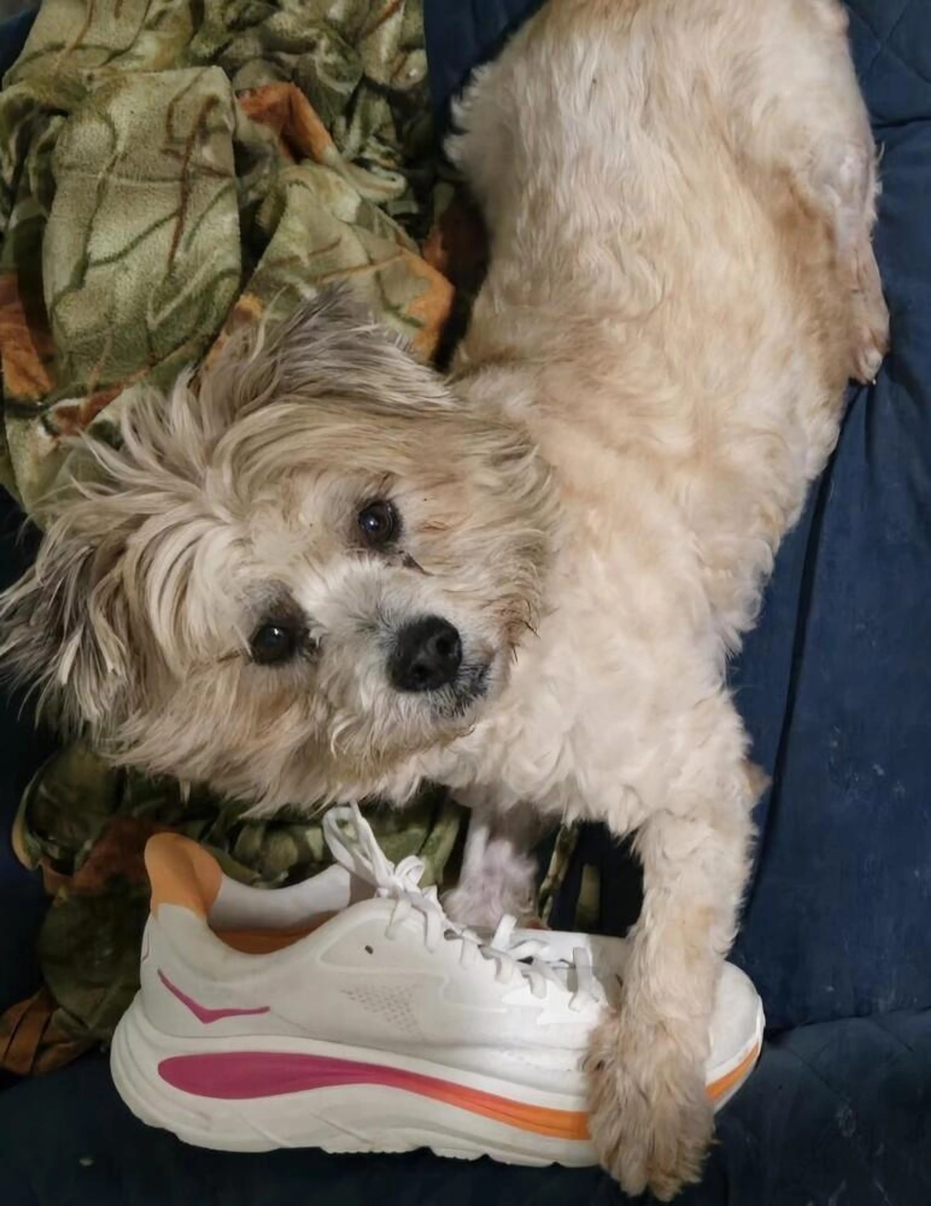 Found pet-4