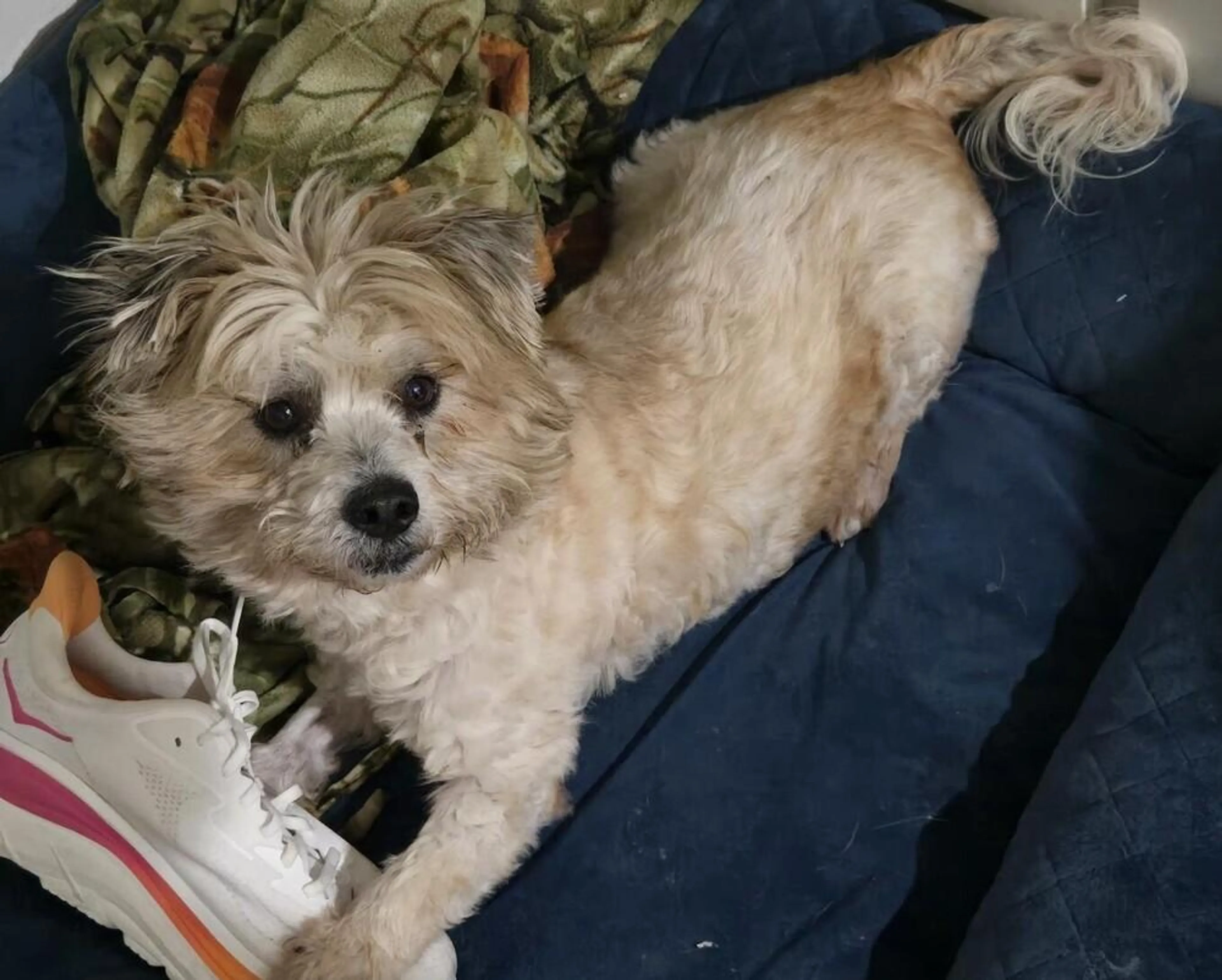 Found pet-0