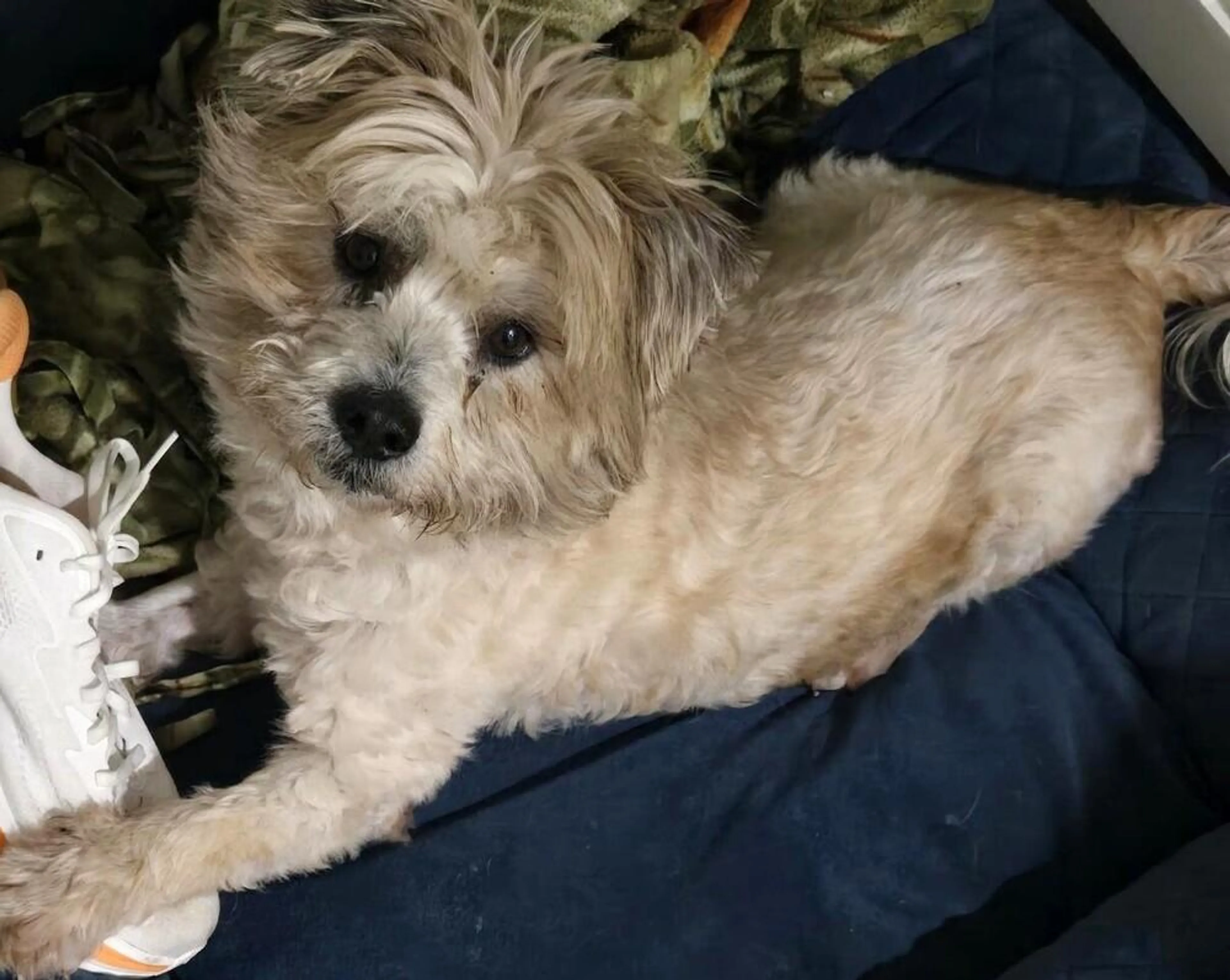 Found pet-1