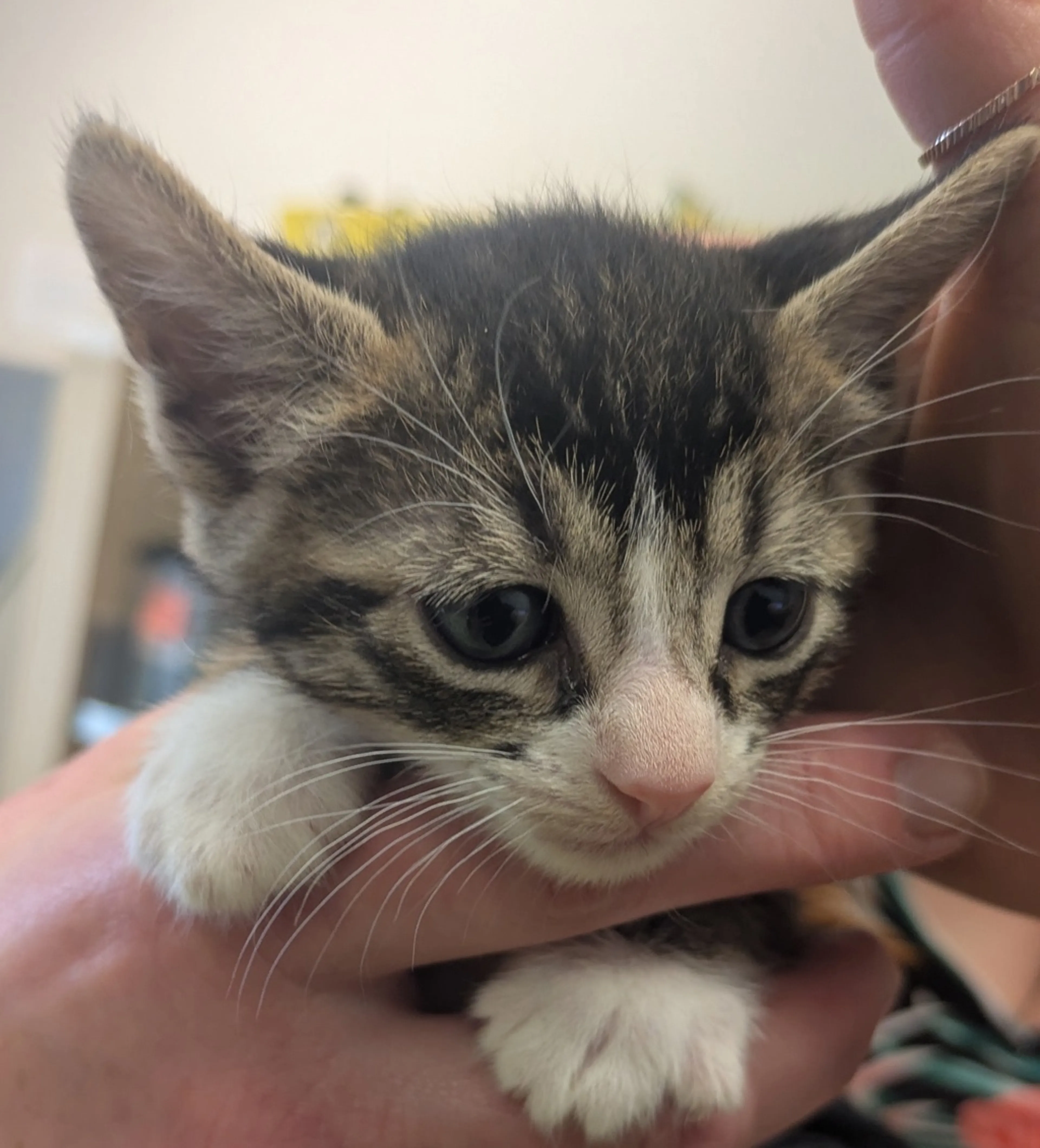 Found pet