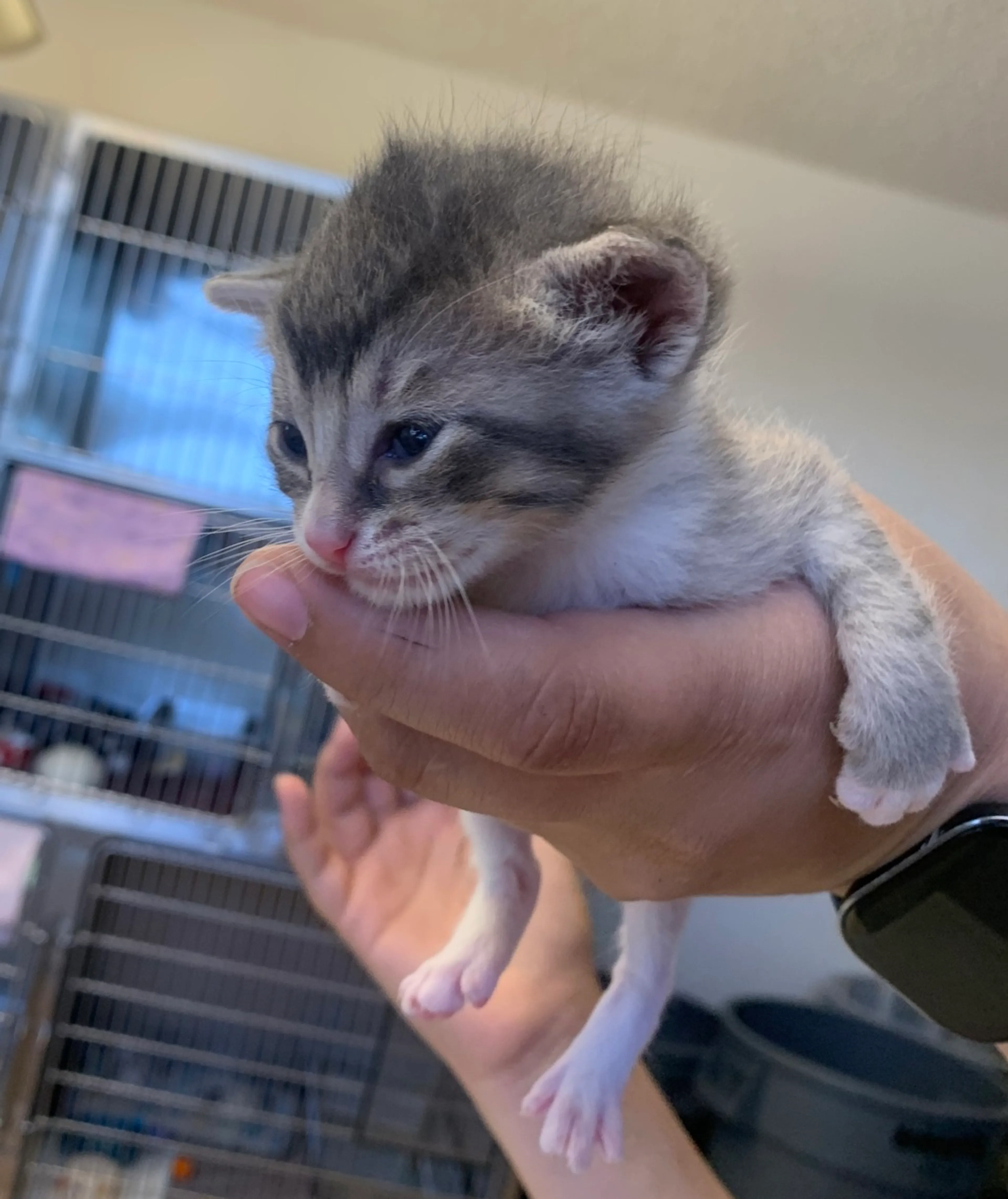 Found pet