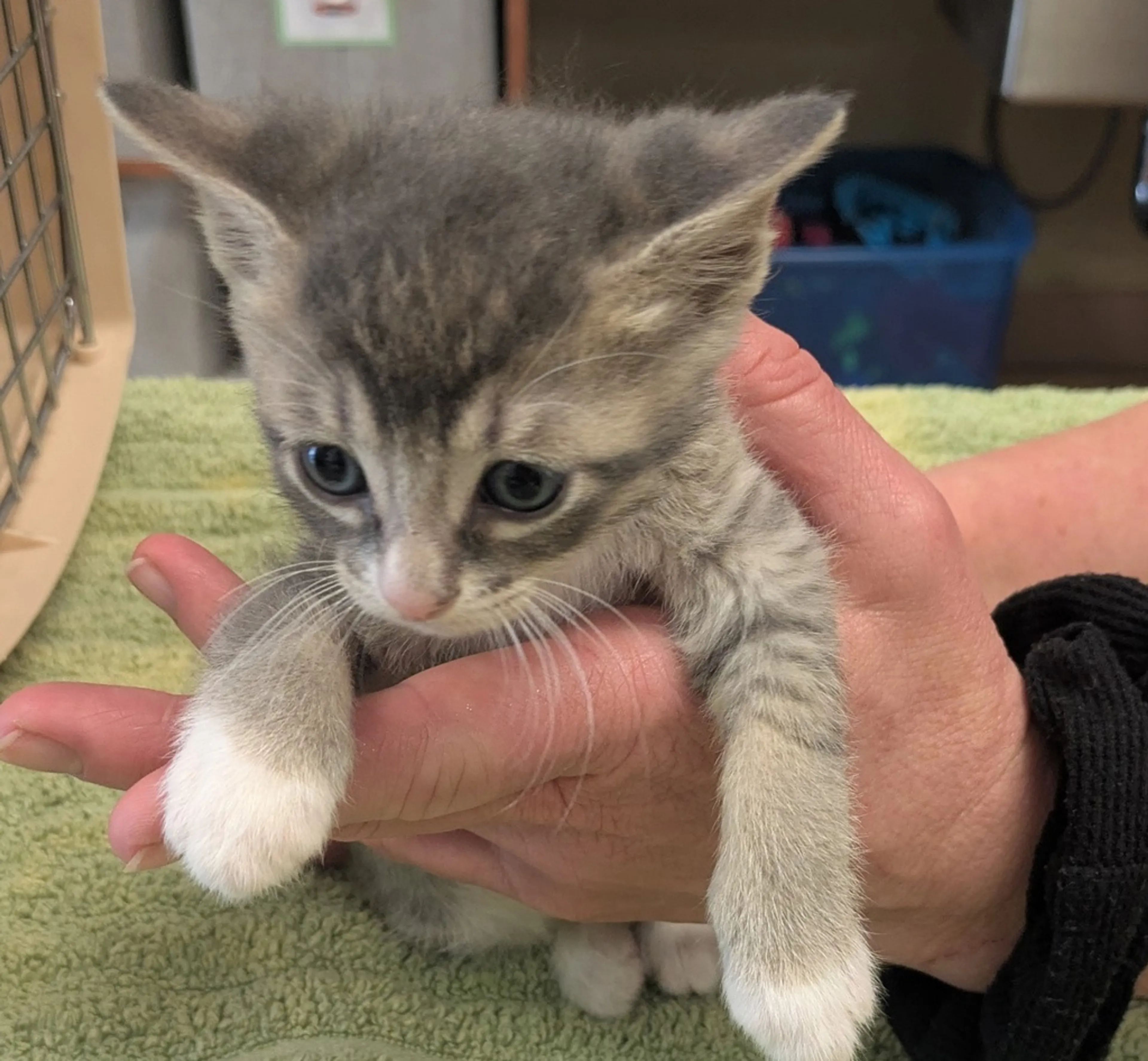 Found pet