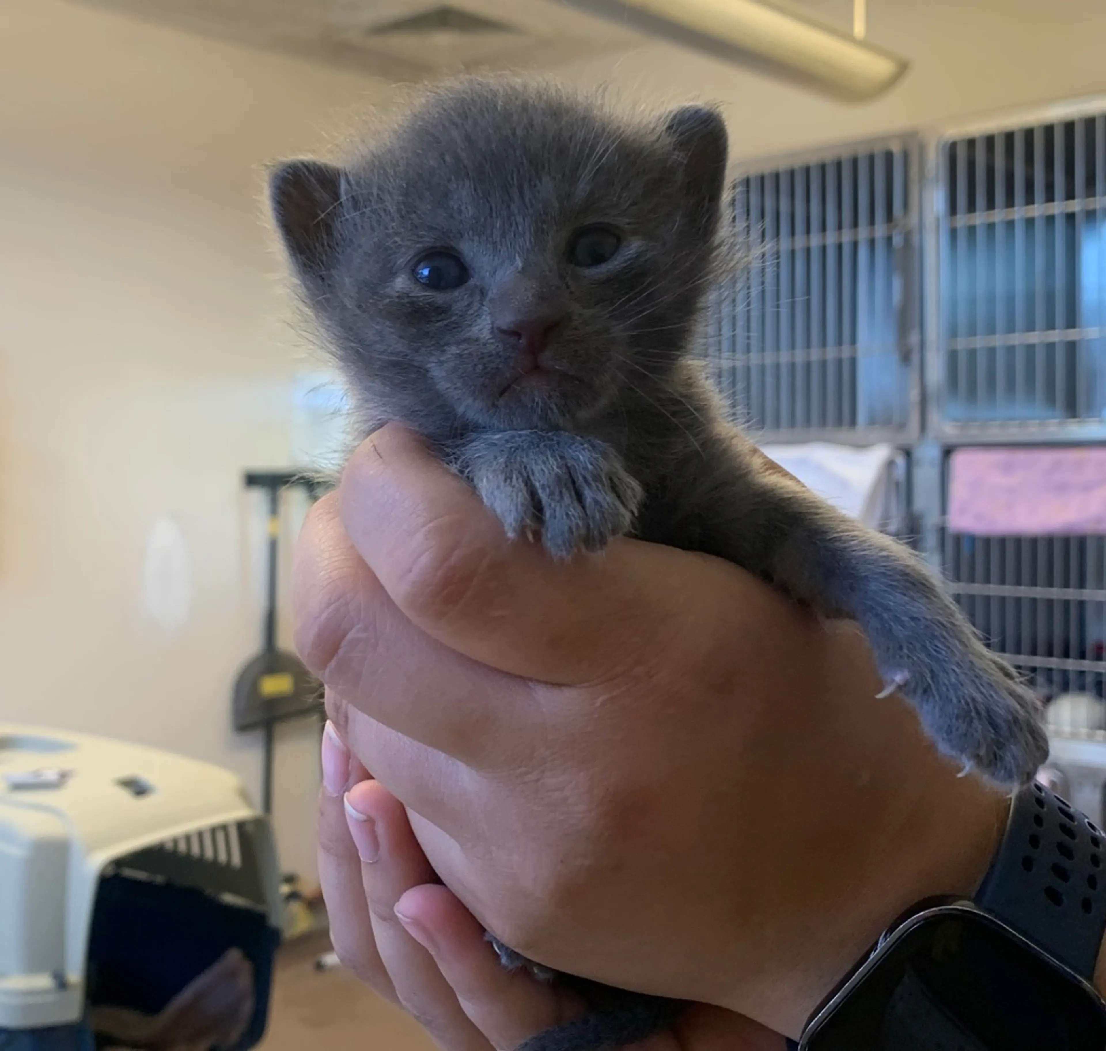 Found pet