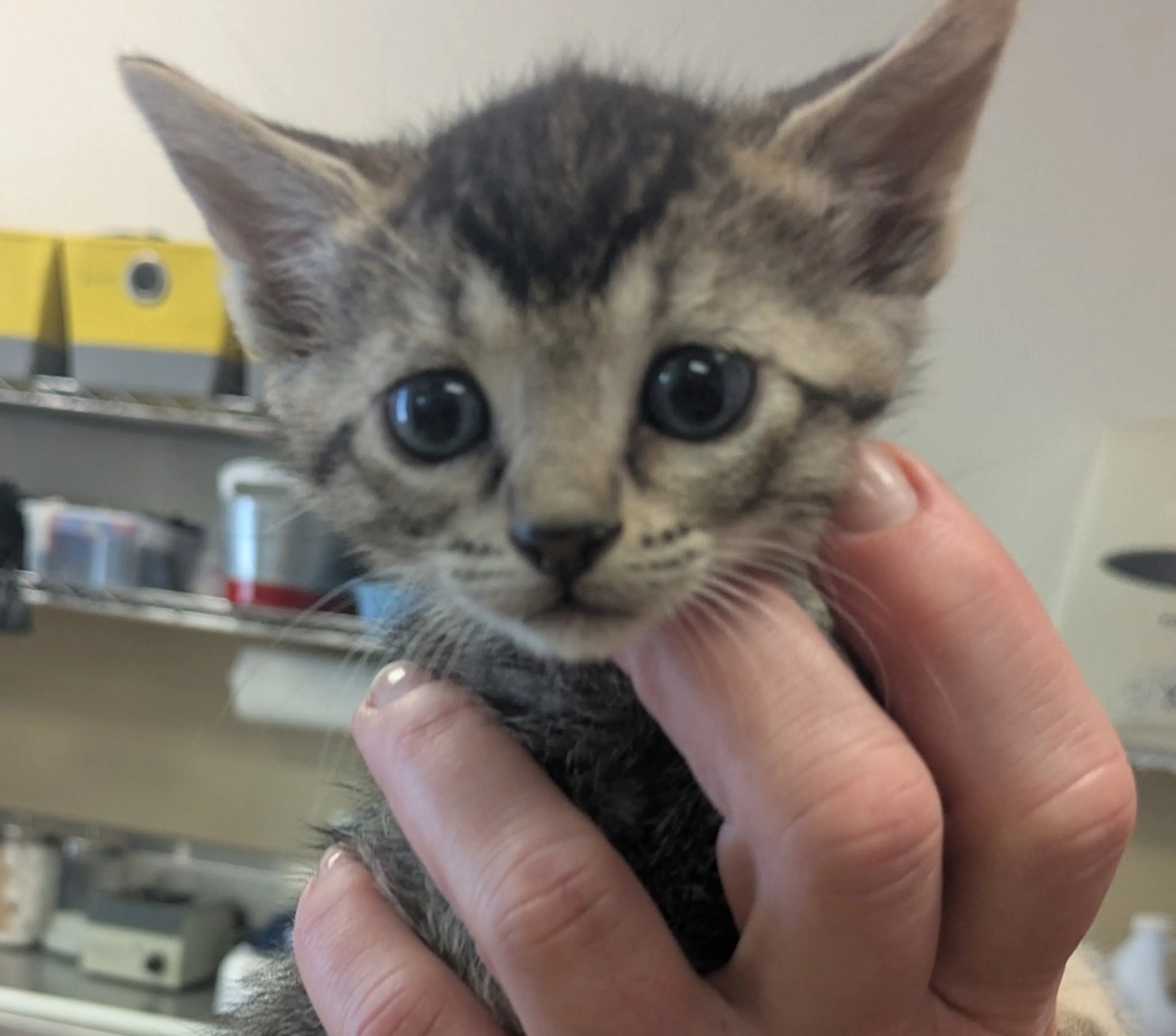 Found pet