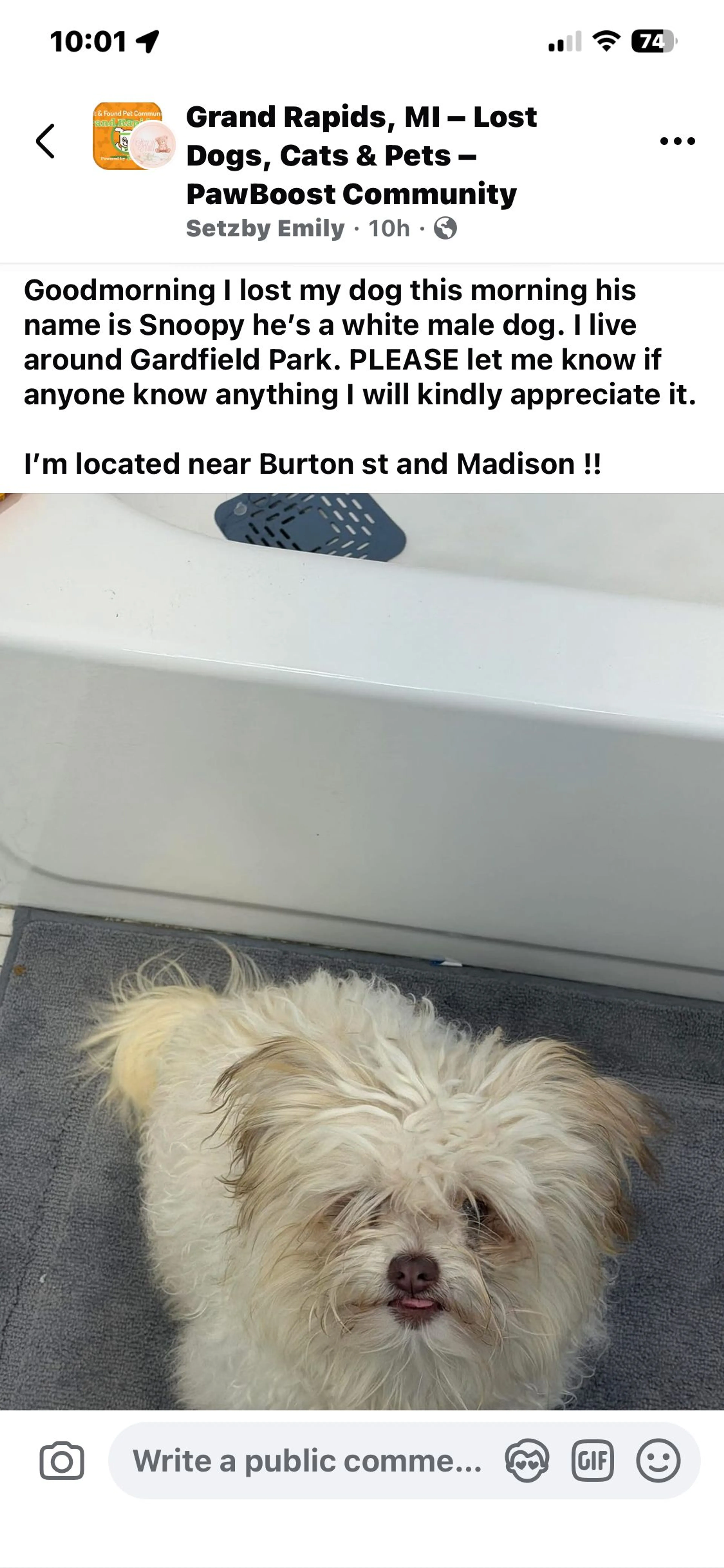 Lost pet