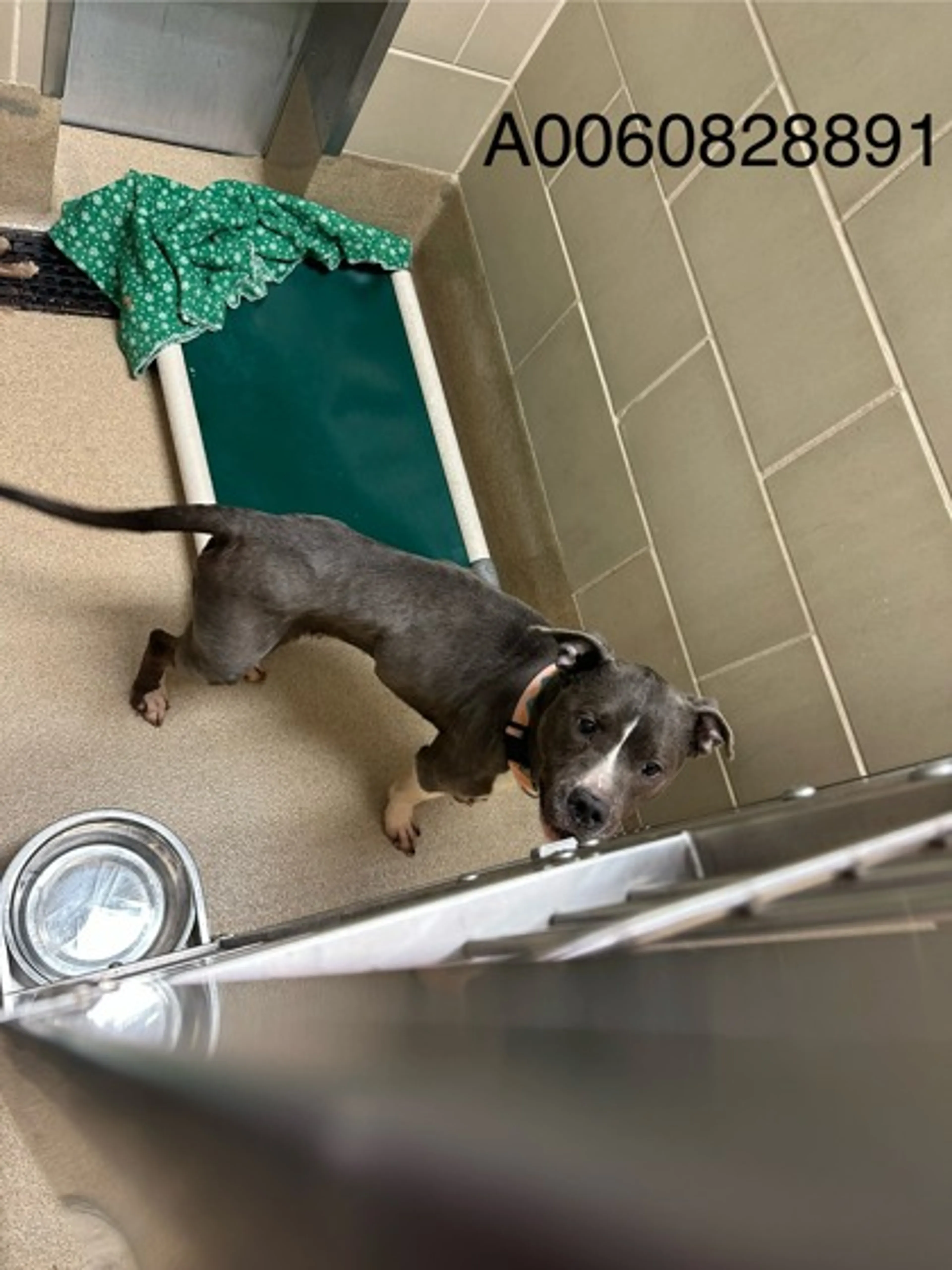 Found pet