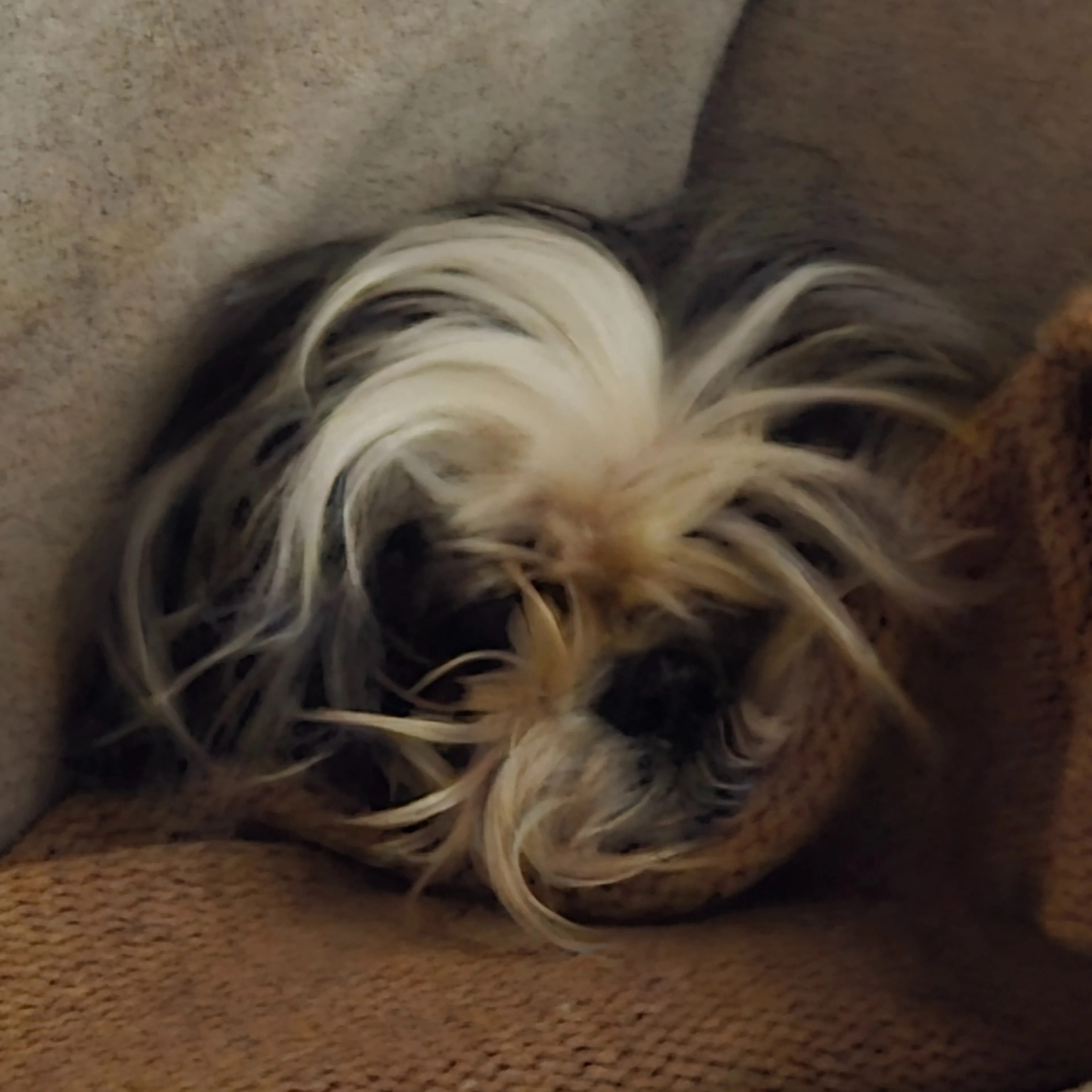 Lost pet-2