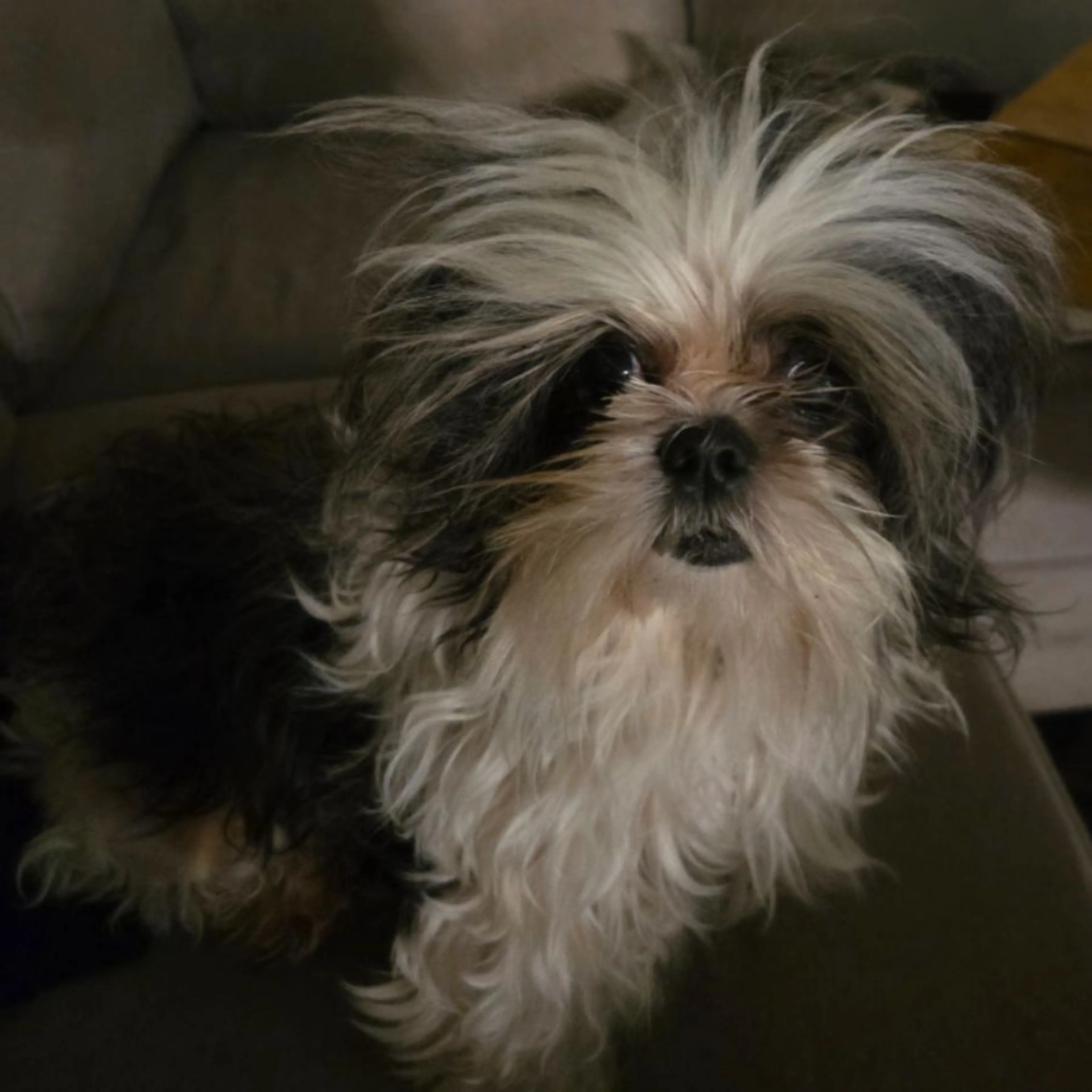 Lost pet-0