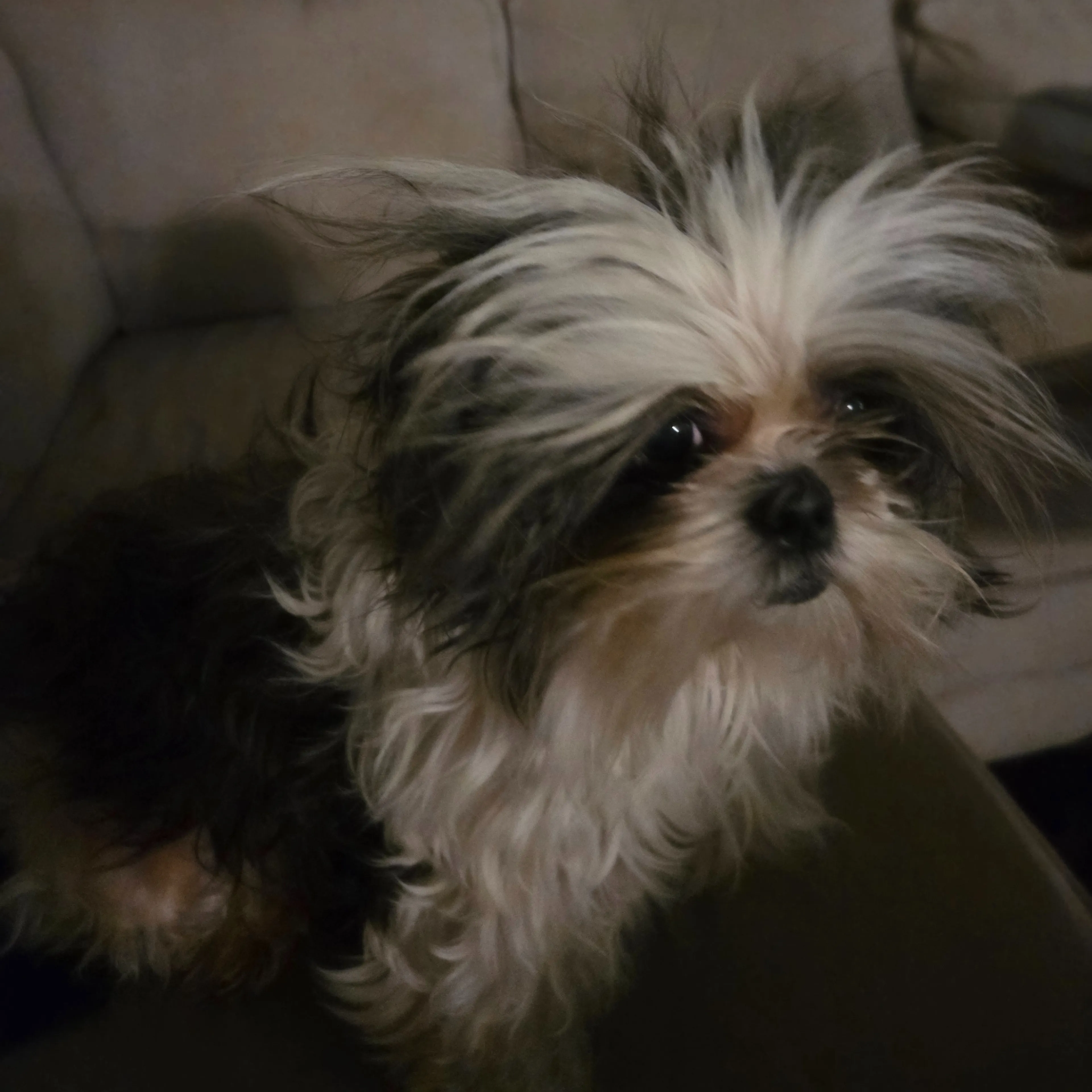 Lost pet-1