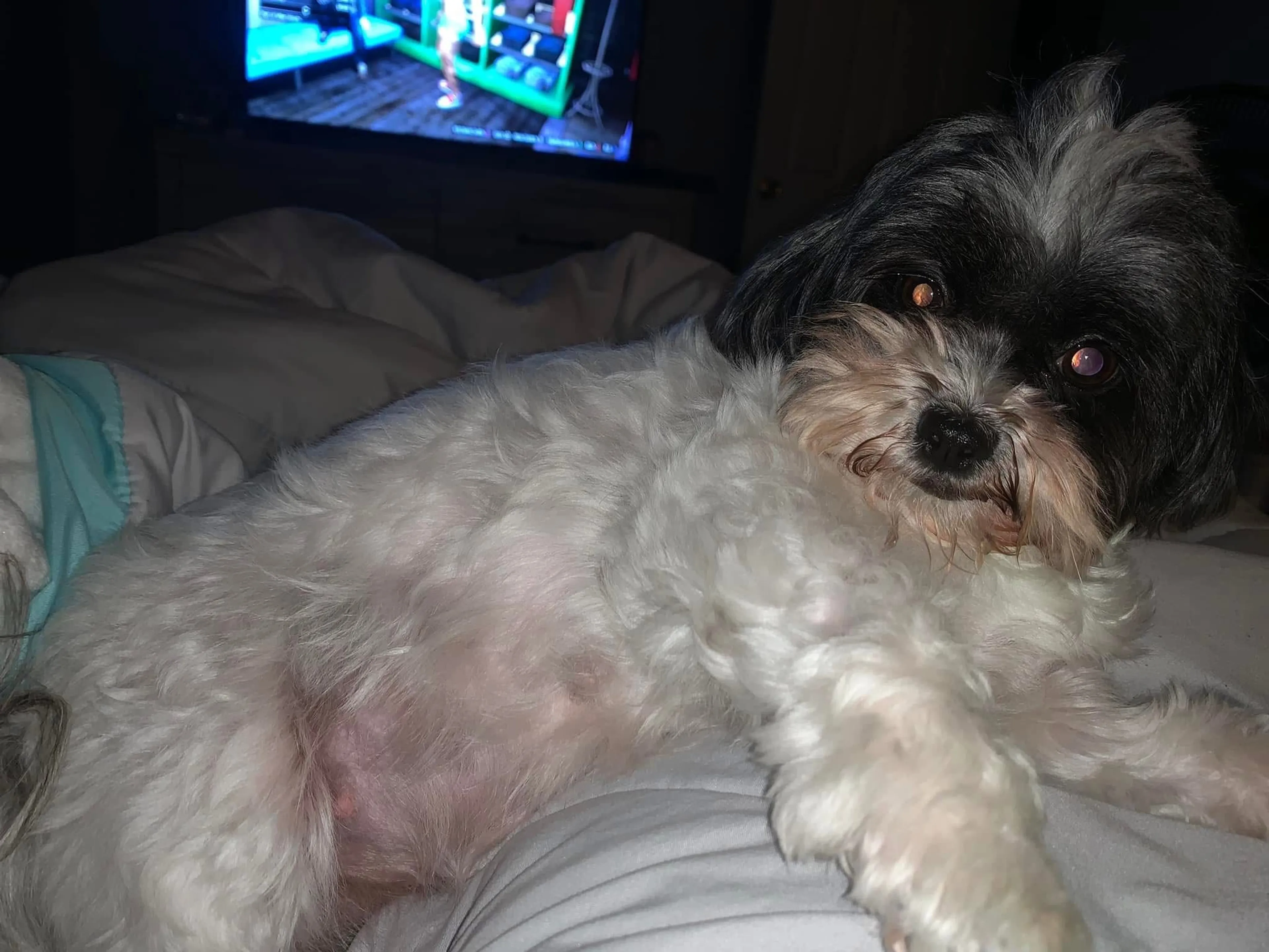 Lost pet-1