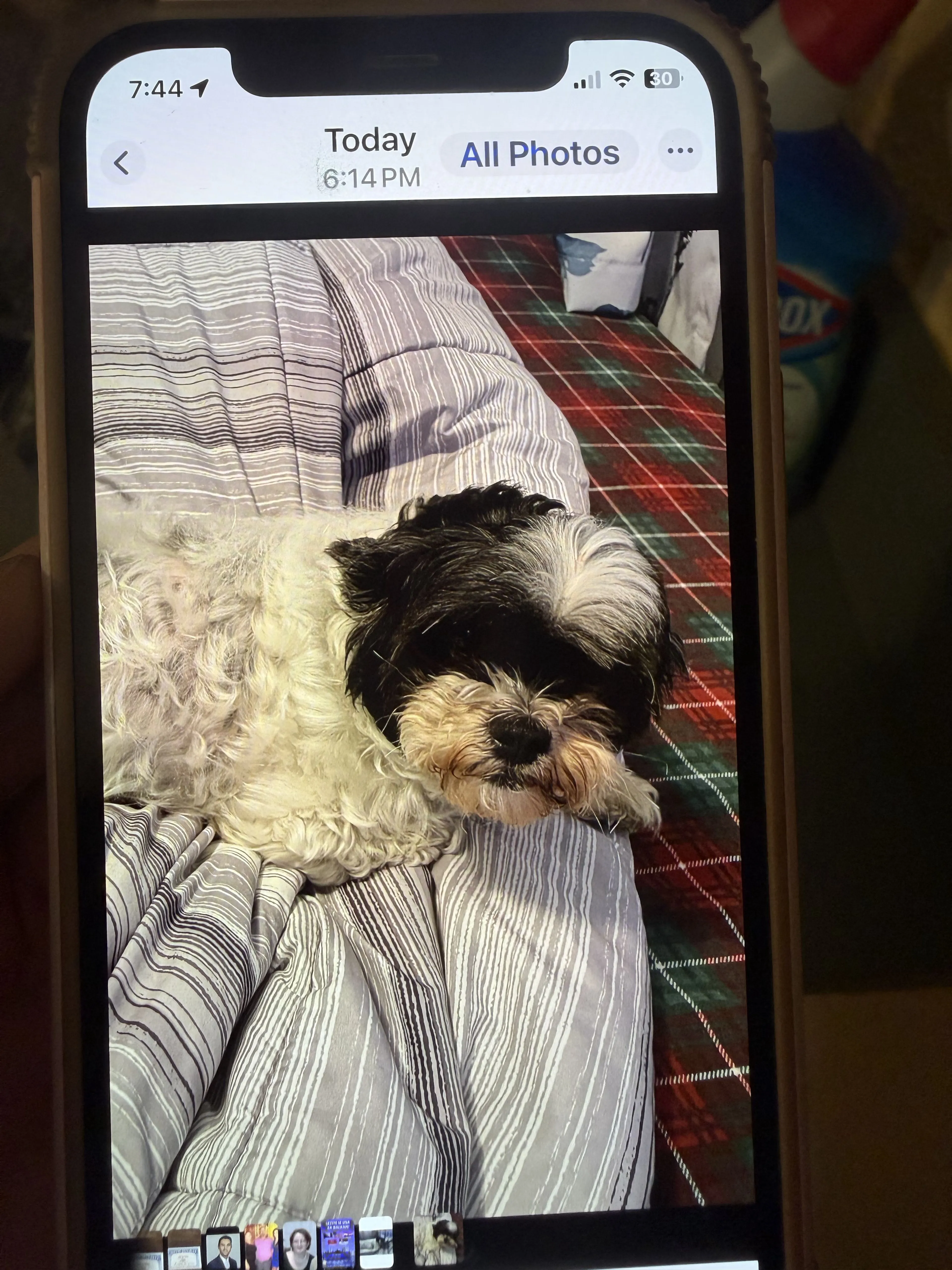 Lost pet-3