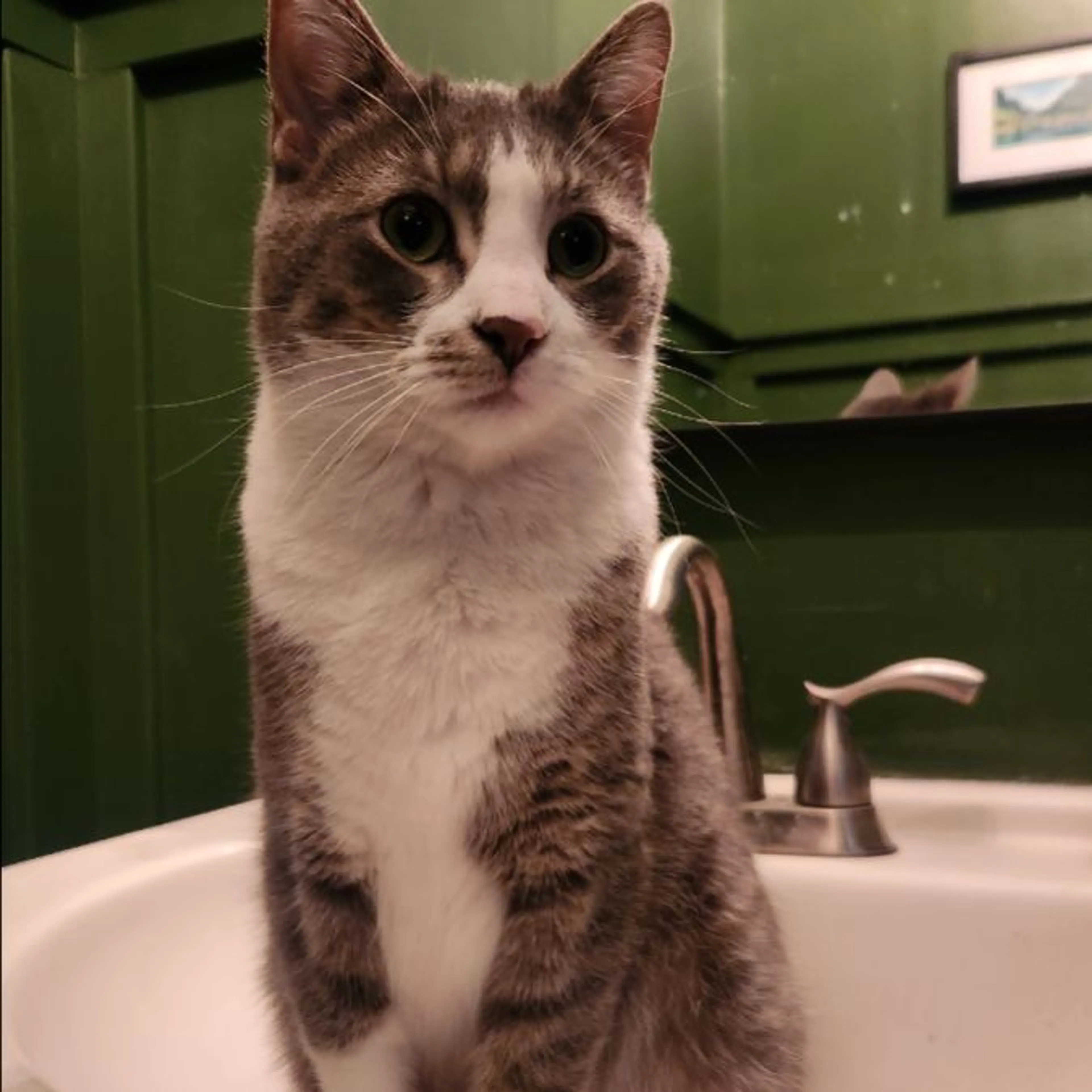 Lost pet