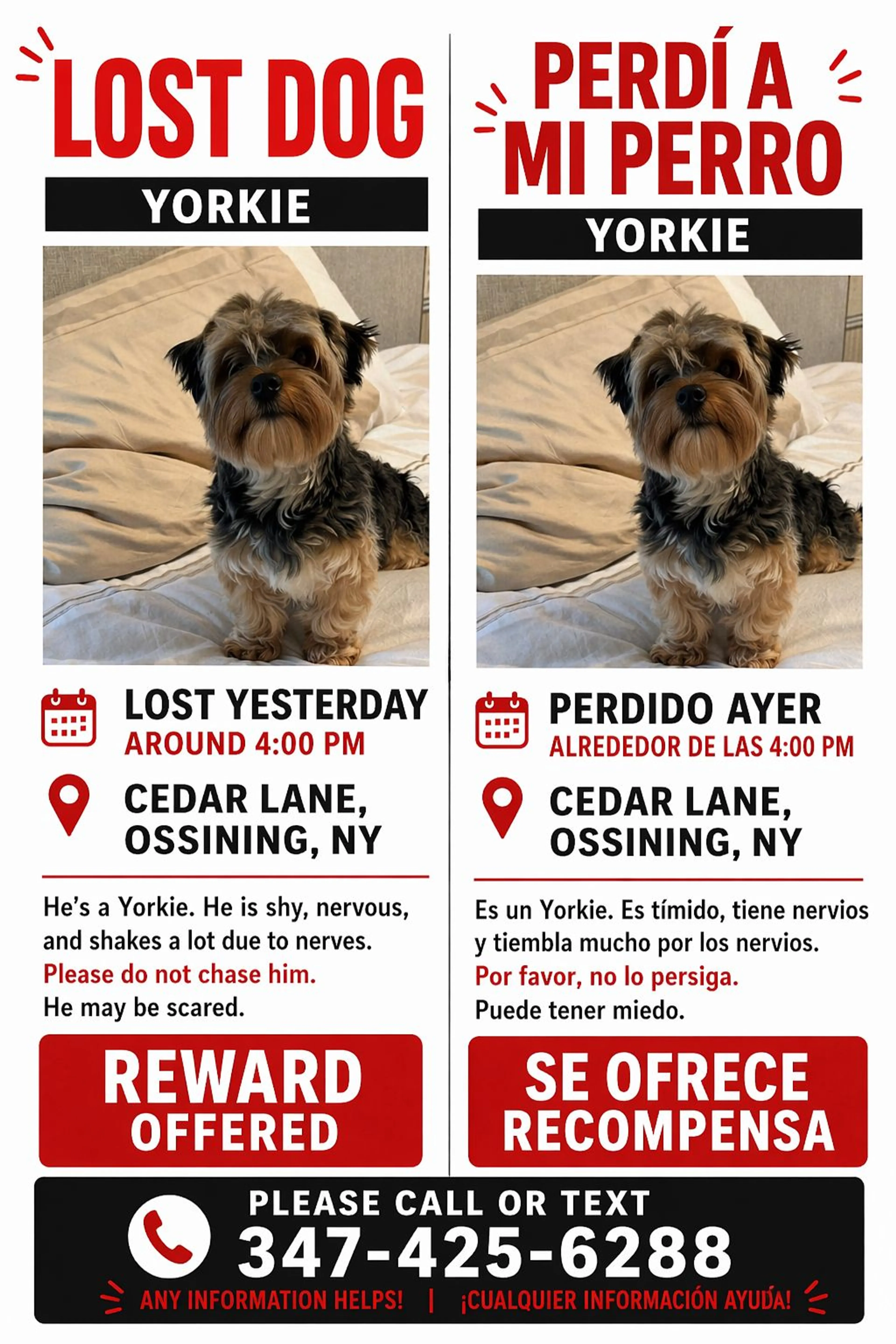 Lost pet