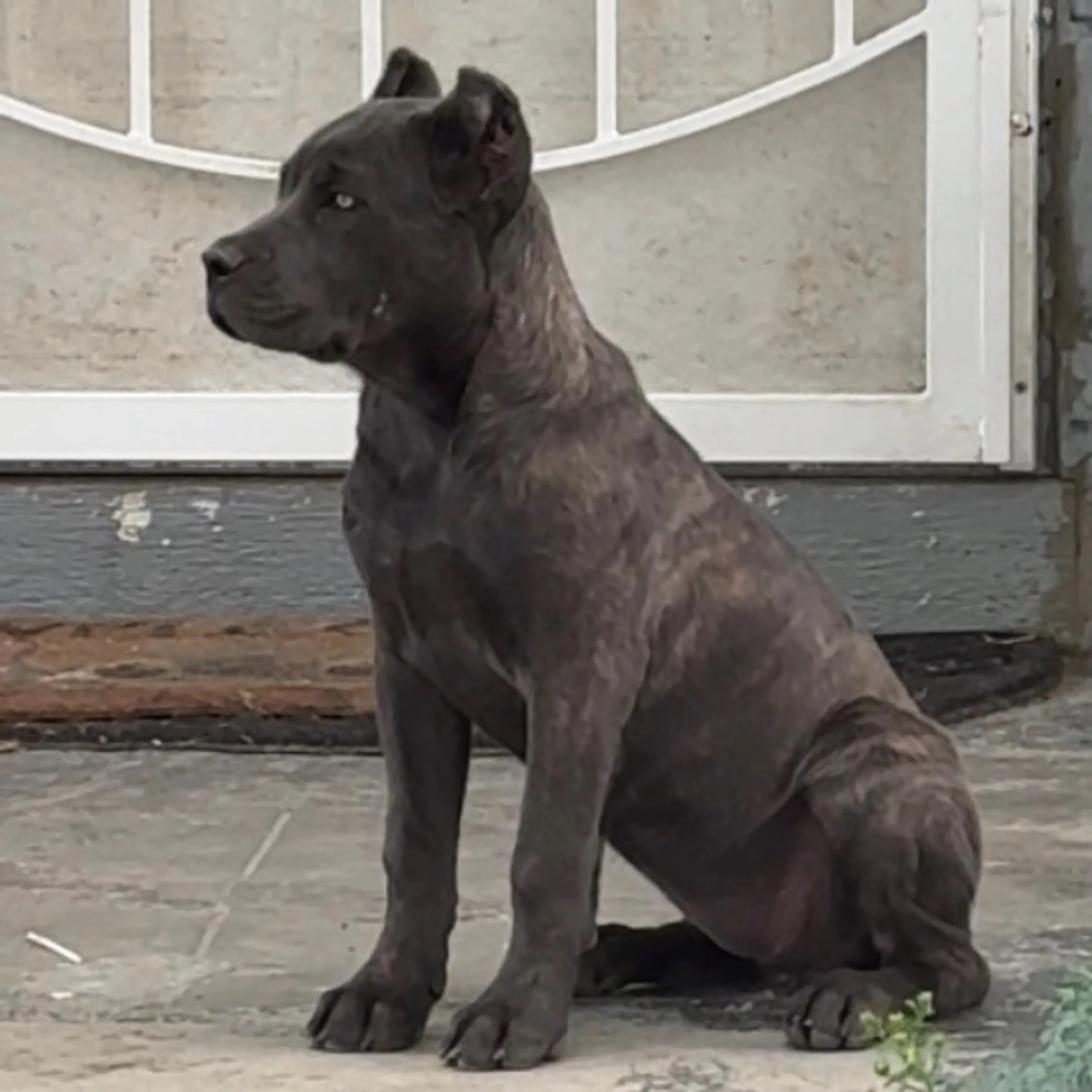 Lost pet